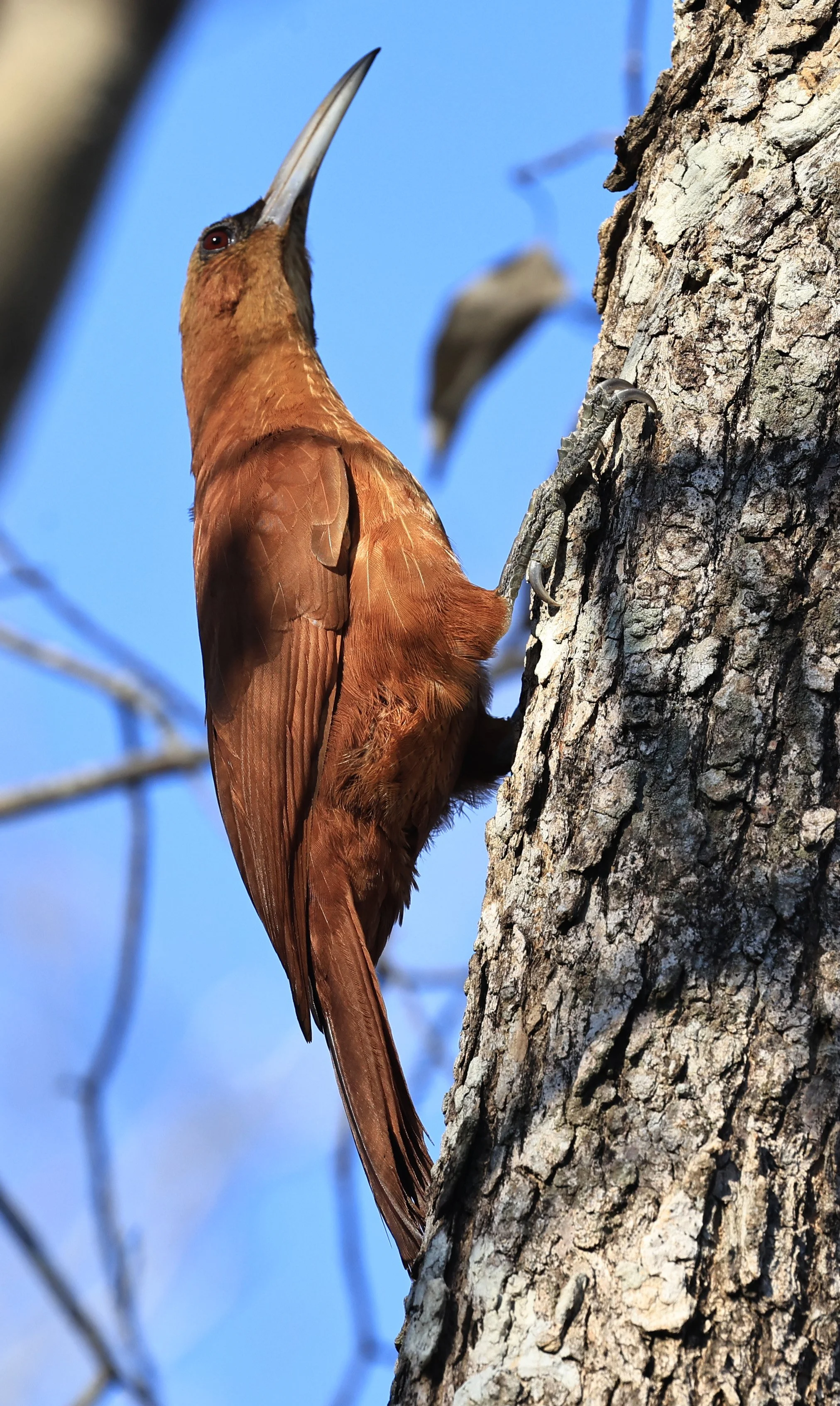 Great Rufous Woodcreeper (Xiphocolaptes major) Agua Dulce Paraguay (23).jpg