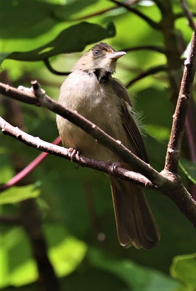 BULBUL - GREY-EYED BULBUL - Iole propinqua -  KAENG KRACHAN PHANOEN THUNG 26 NOV 2021 (2).jpg