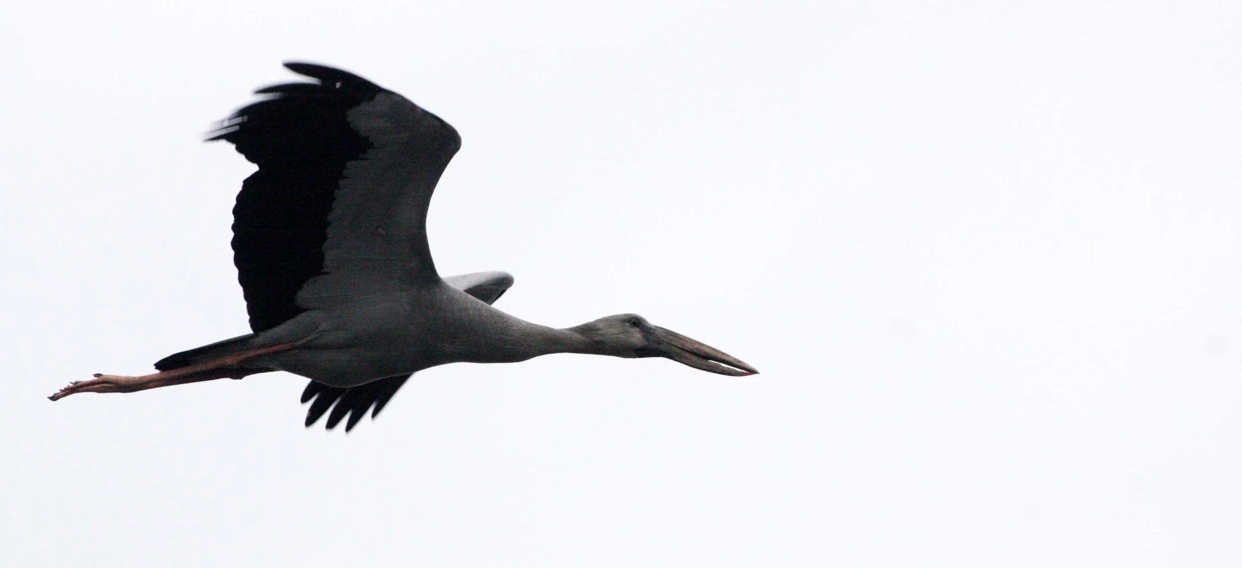 STORK - ASIAN OPENBILL - Anastomus oscitans - BUENG BORAPHET THAILAND (20).JPG