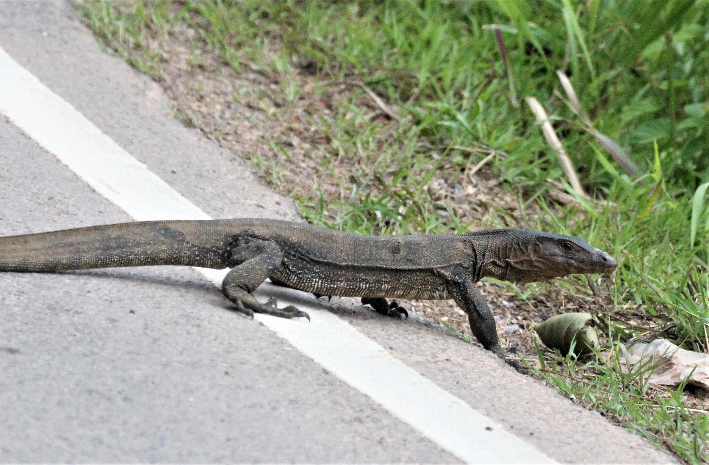 Varanus salvator macromaculatus - SOUTHEAST ASIAN WATER MONITOR LIZARD - AO PHANG NGA NATIONAL PARK AREA (11).jpg