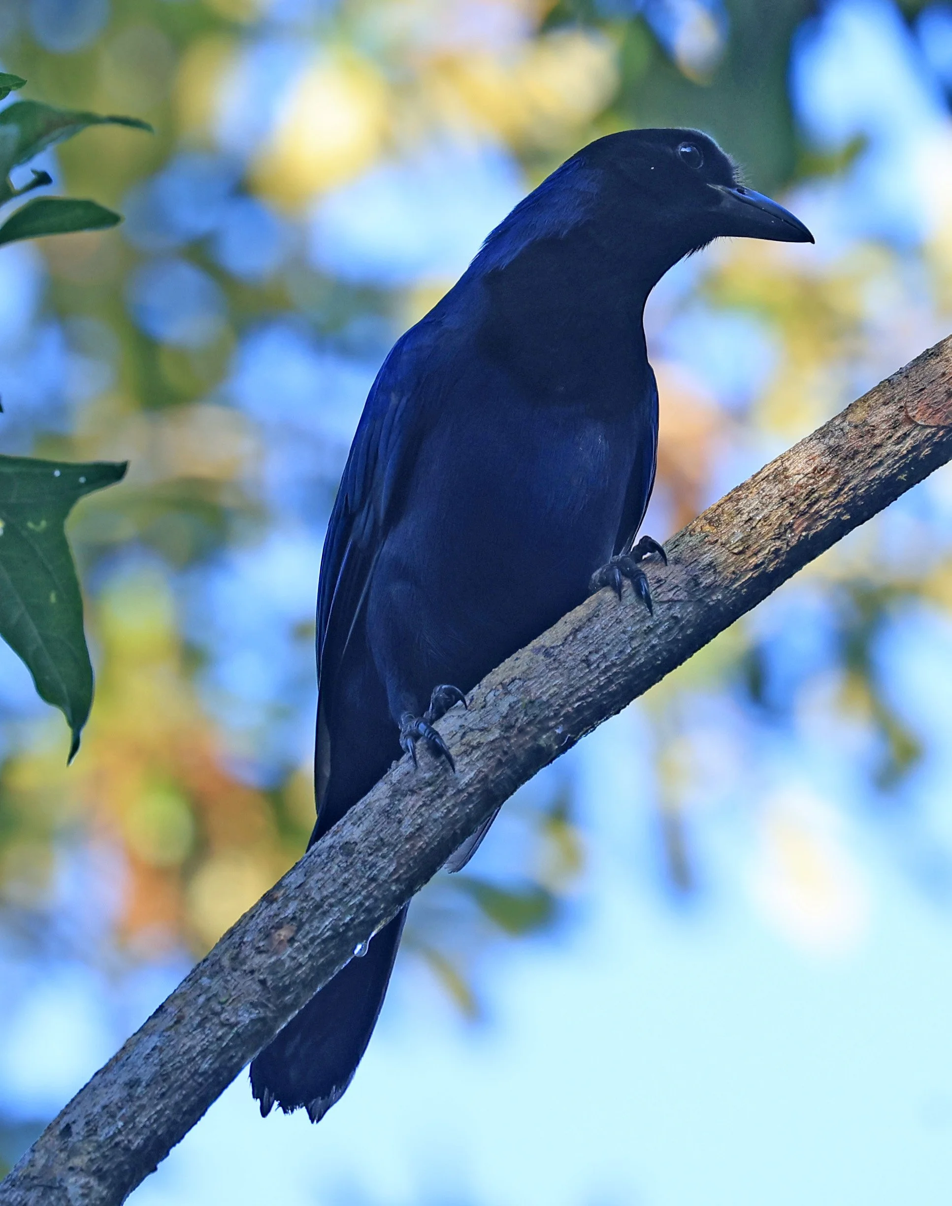 Azure Jay (Cyanocorax caeruleus) Superagui National Park, Brazil (21).jpg