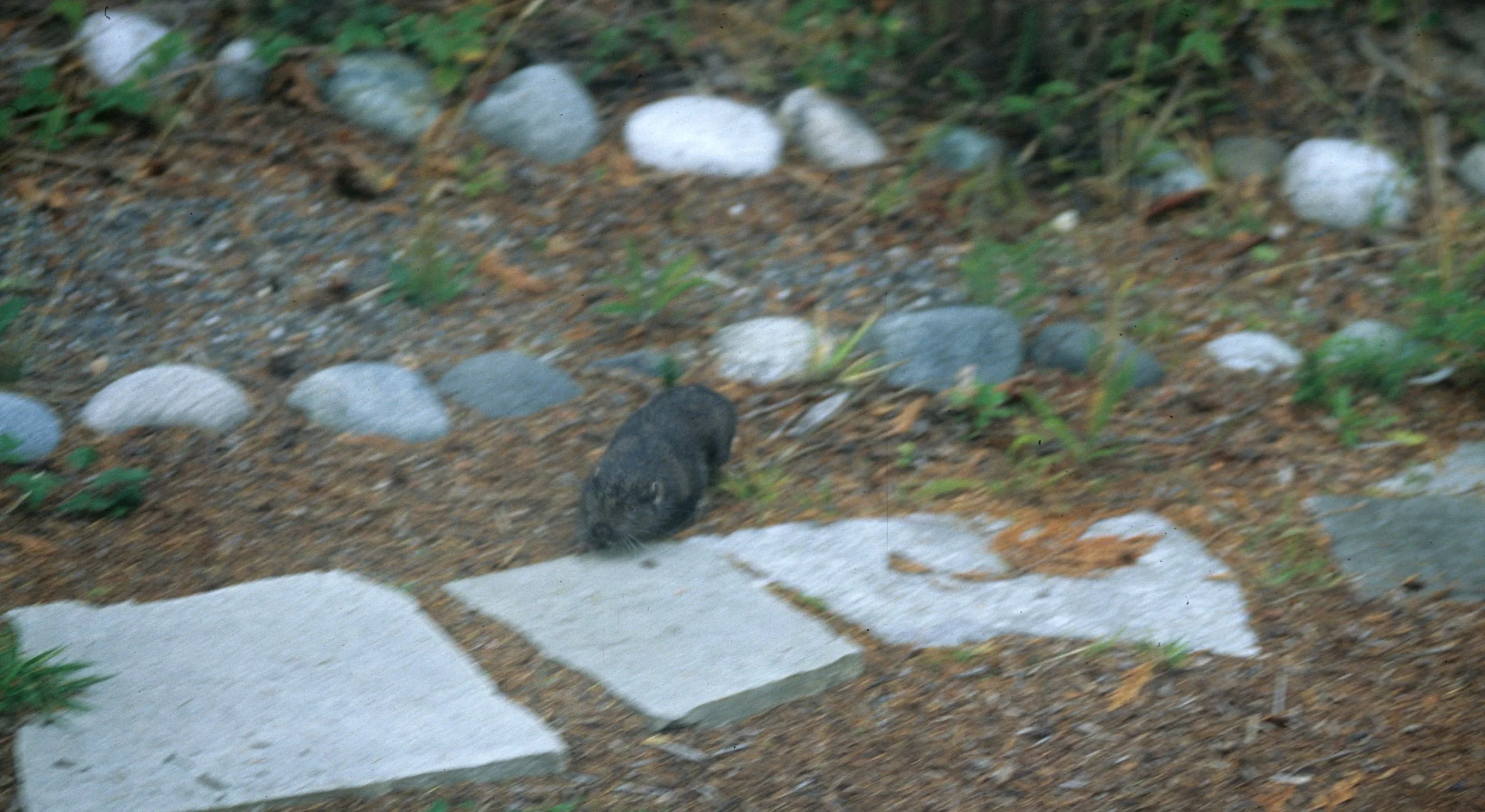 RODENTIA - MOUNTAIN BEAVER - APLODONTIA SPECIES - LAKE FARM (2).jpg