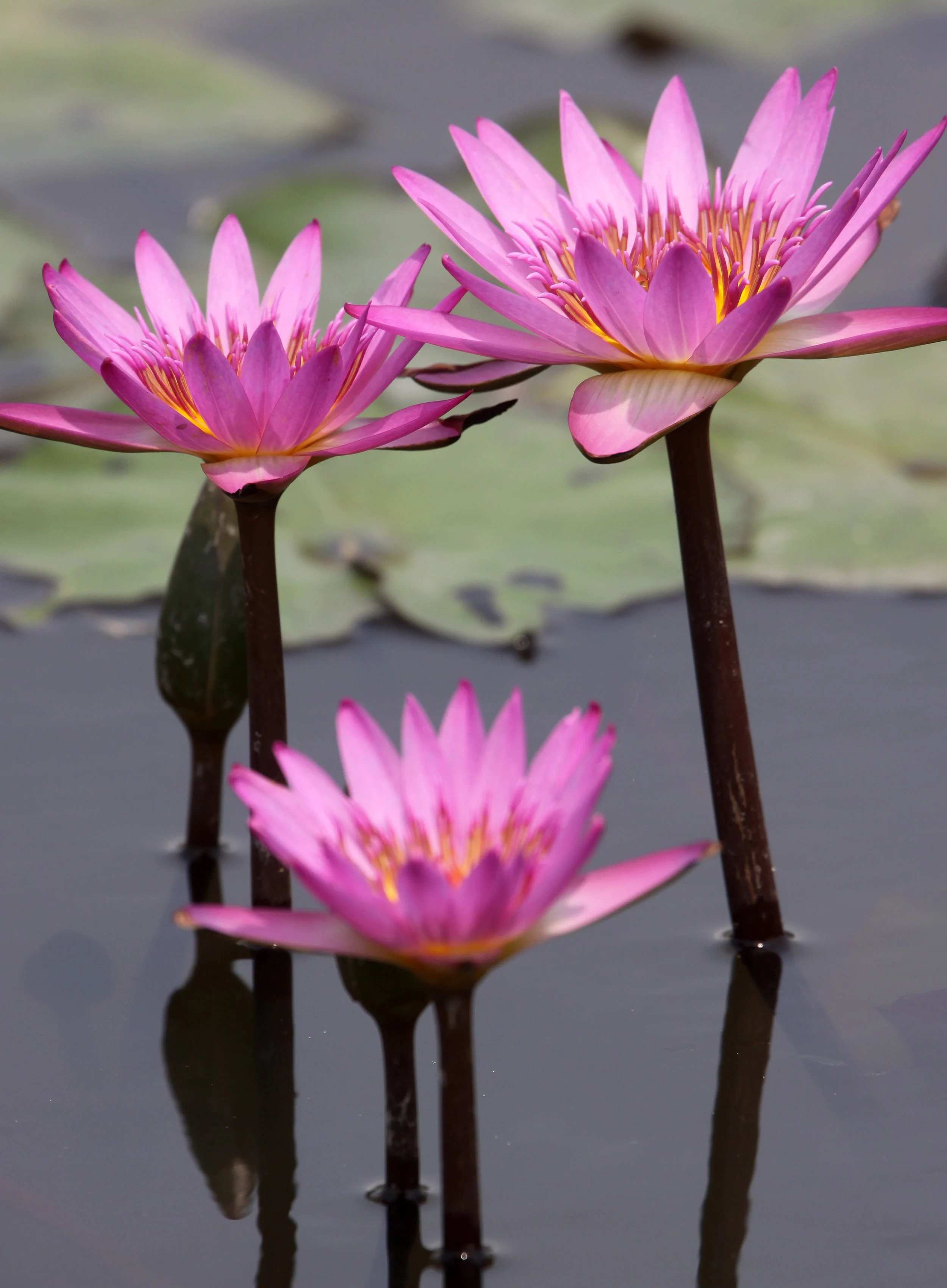 MAI PO WETLANDS HONG KONG (27).JPG