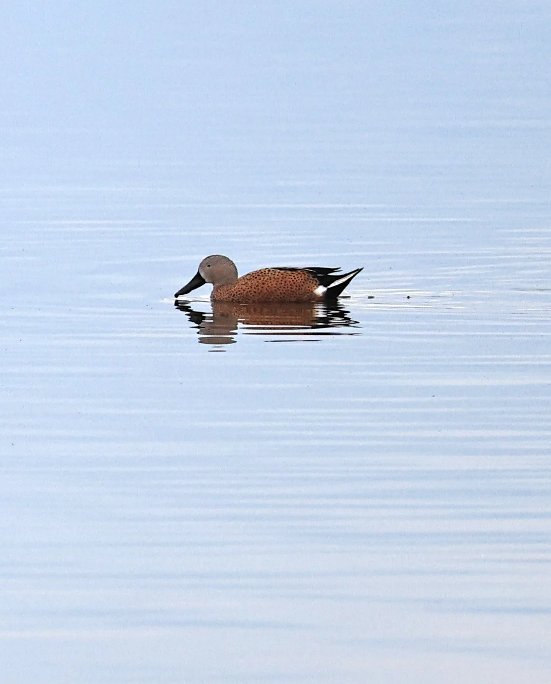 Red Shoveler (Spatula platalea) Lagunas del Ornitólogo, Trelew Argentina (6).jpg