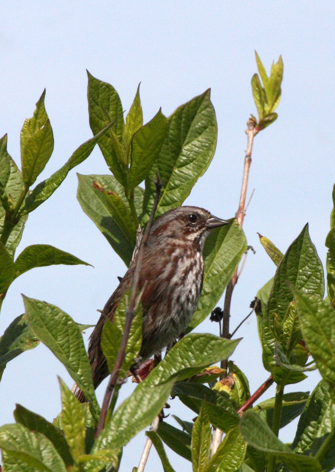Song Sparrow (Melospiza melodia) Elwha River Mouth Olympic Peninsula Washington (3).JPG