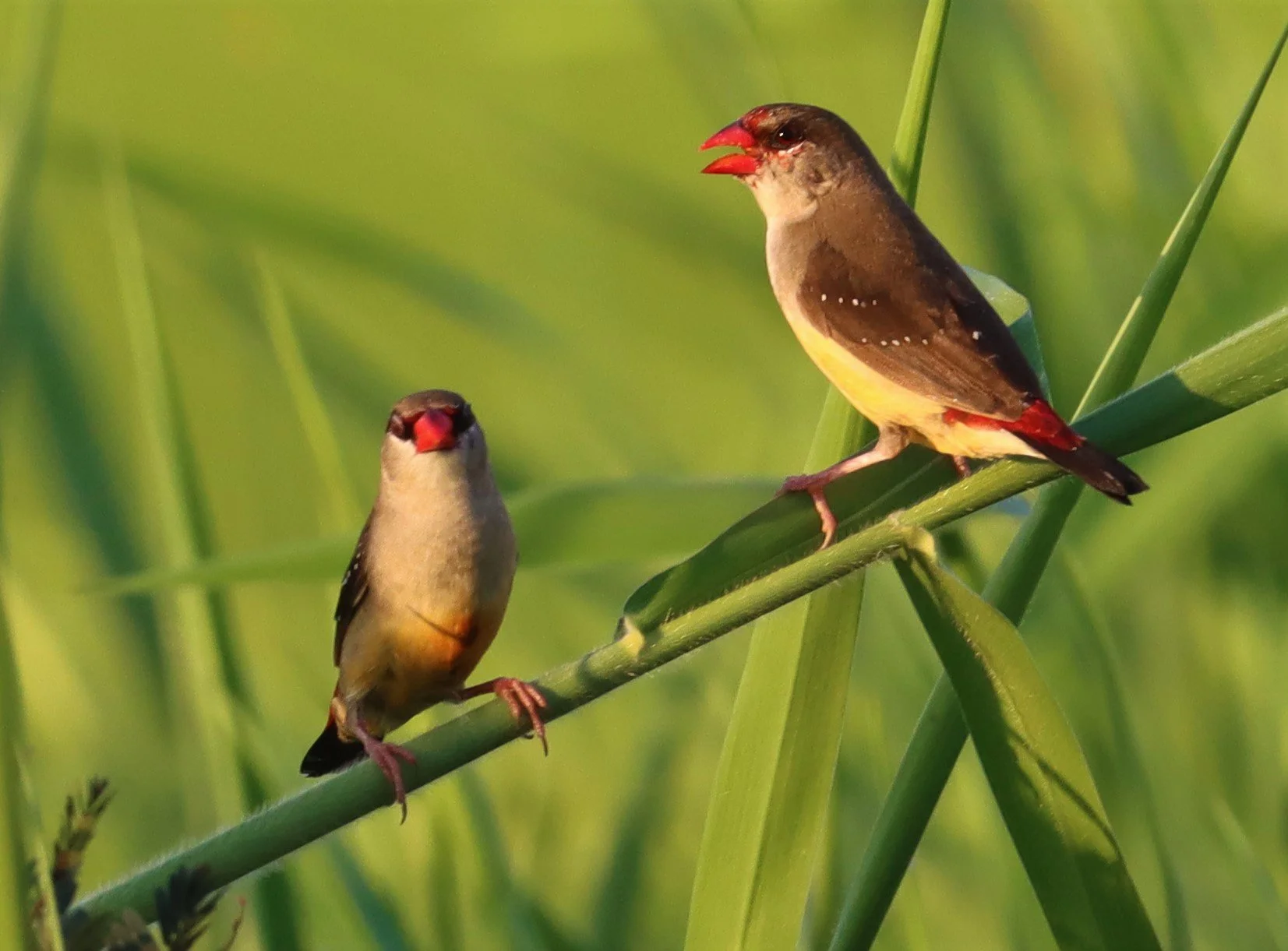 RED AVADAVAT - Amandava amandava - LAT KRABANG RICE FIELDS AT THAP YAO (137).jpg