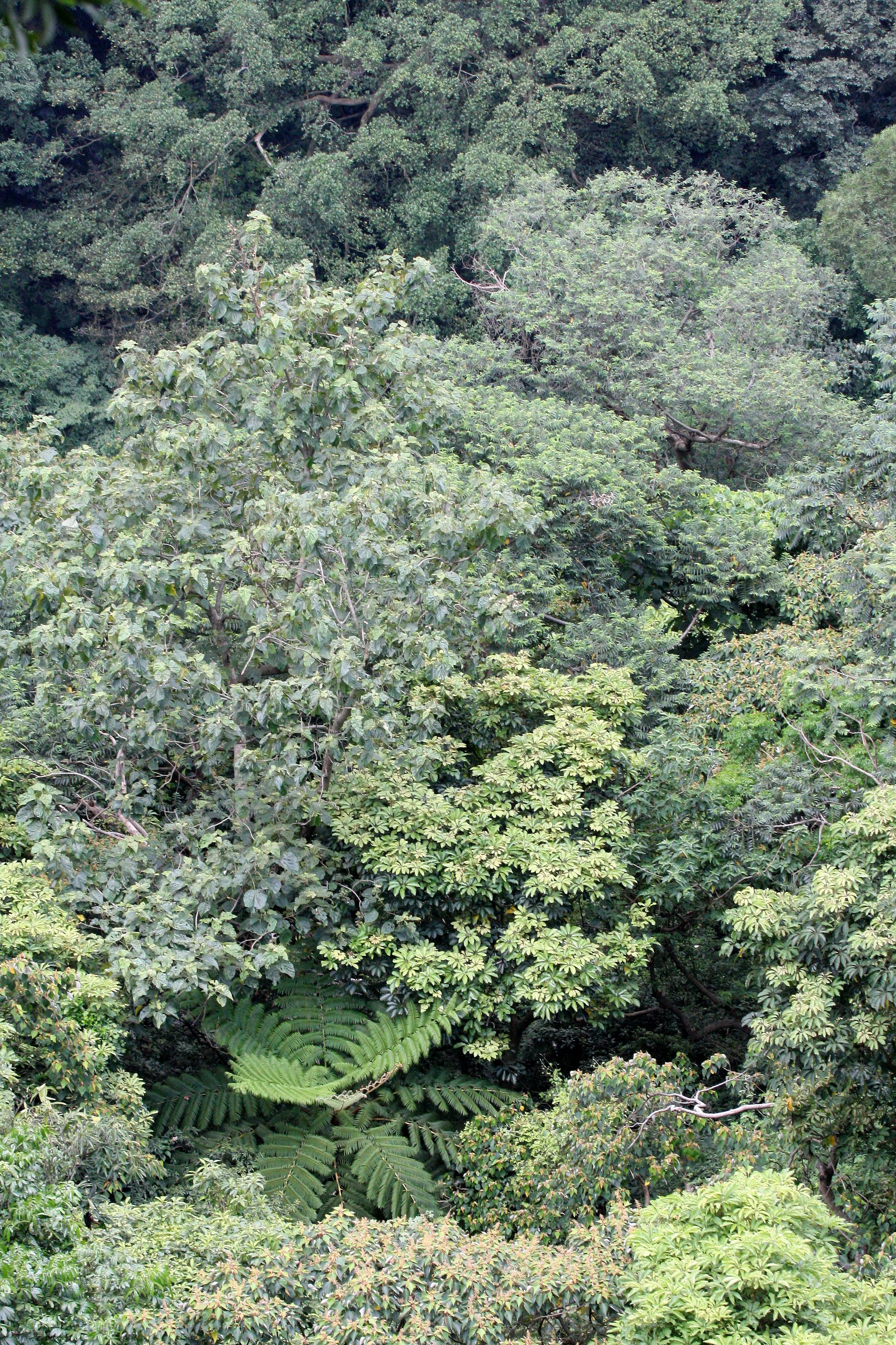TAIWAN - SUBTROPICAL FOREST - PLANT SPECIES (10).JPG