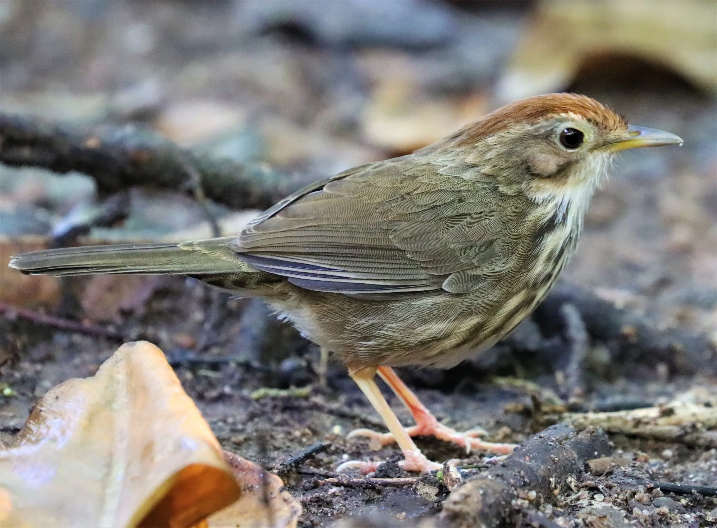 BABBLER - PUFF-THROATED BABBLER - Pellorneum ruficeps - WAT THAM PRATHUN CHONBURI (16).jpg