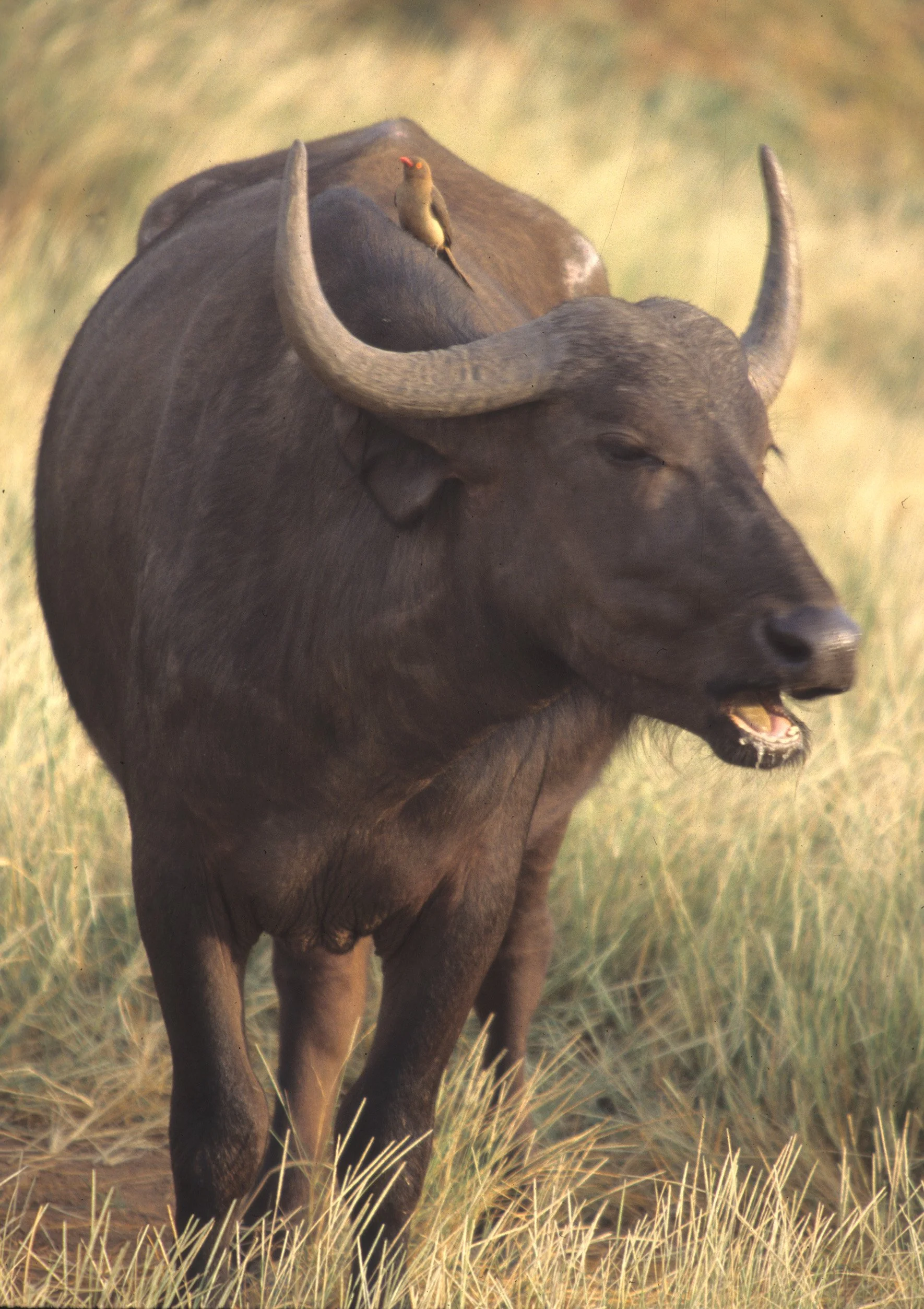 BIRDS- OXPECKER - REDBILLED - UGANDA.jpg