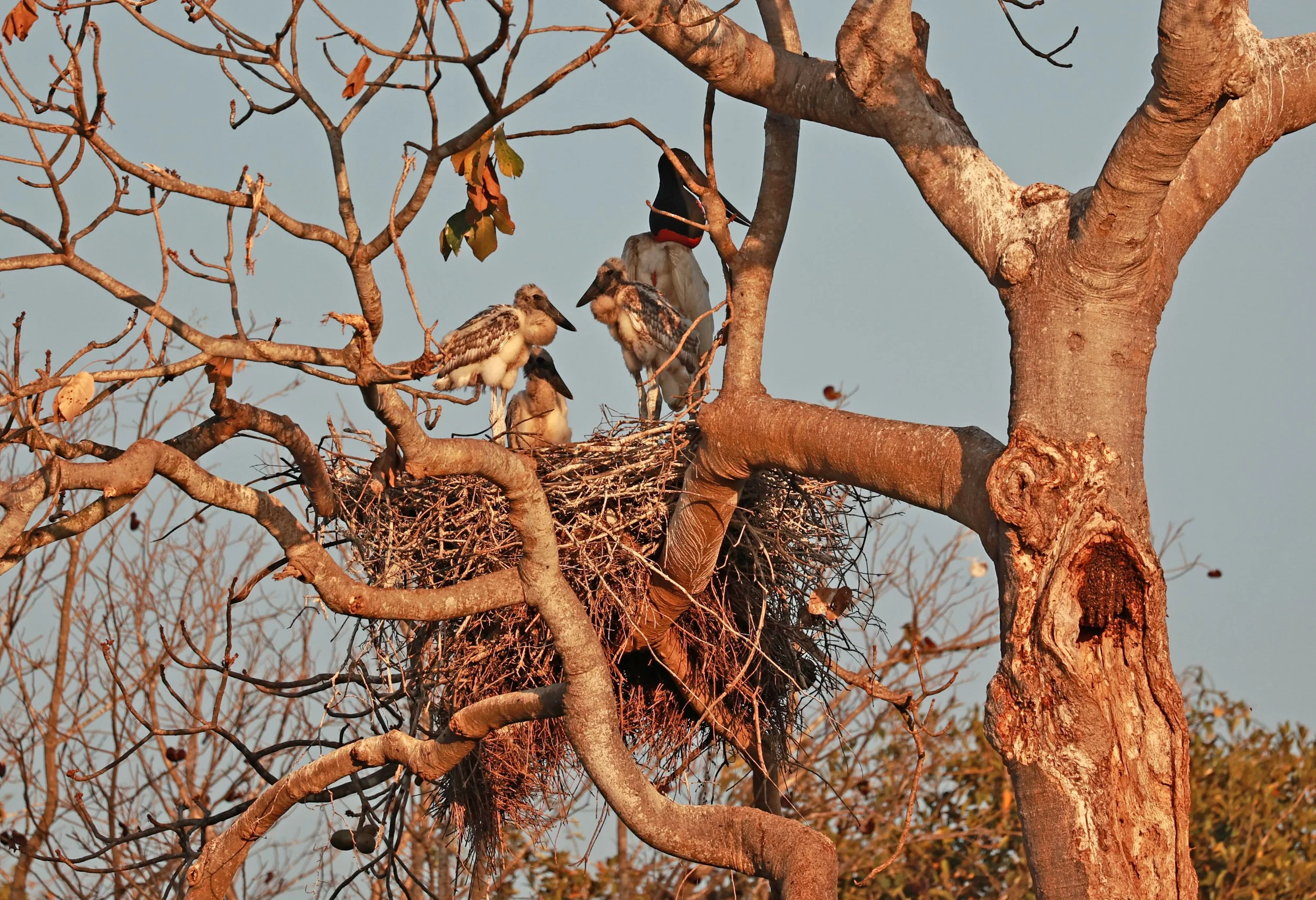 Stork - Jabiru mycteria - Porto Alegre Lodge, Pantanal (13).jpg