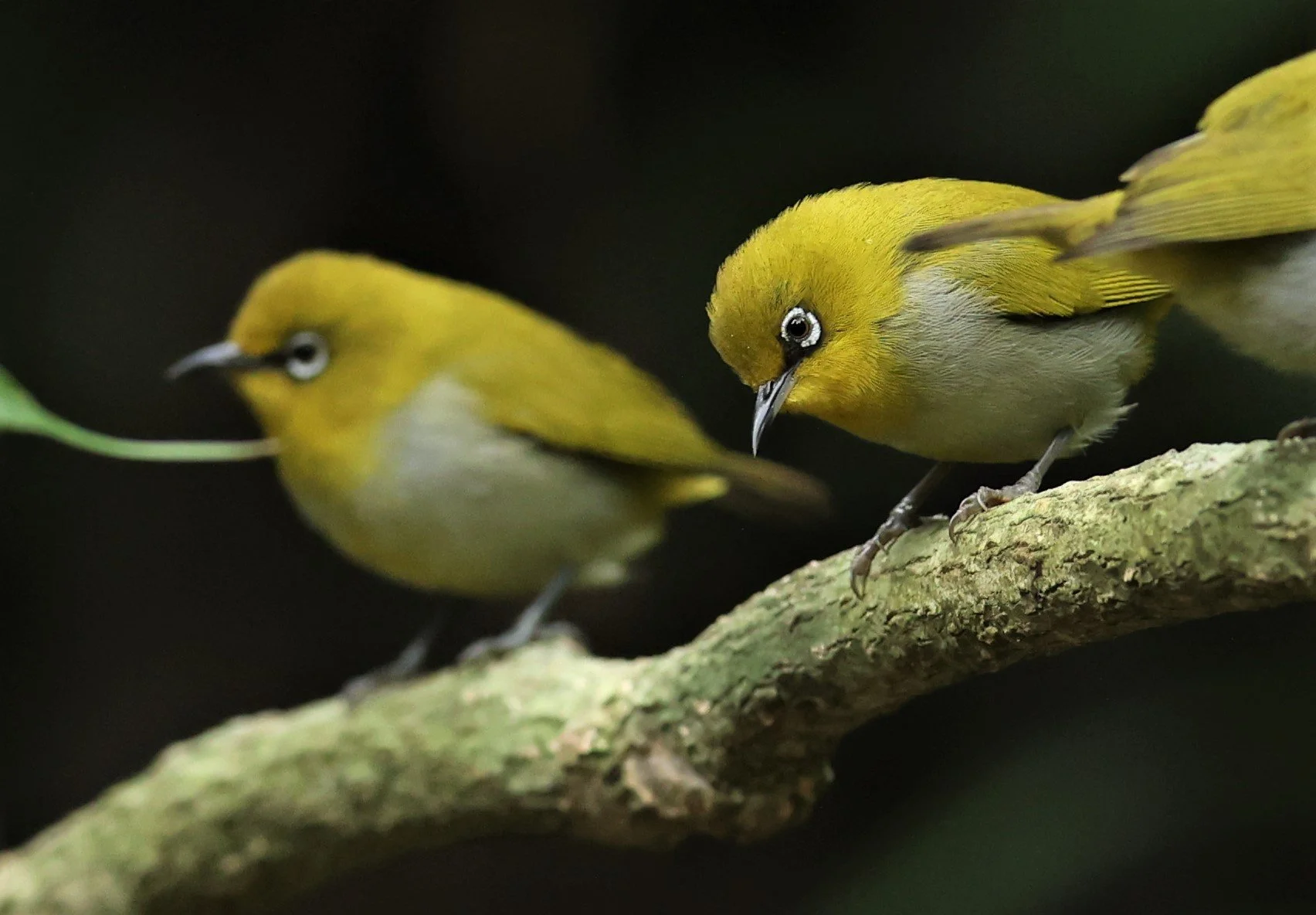 Indian White-eye (Zosterops palpebrosus) Doi Inthanon NP Chiang Mai (4).JPG