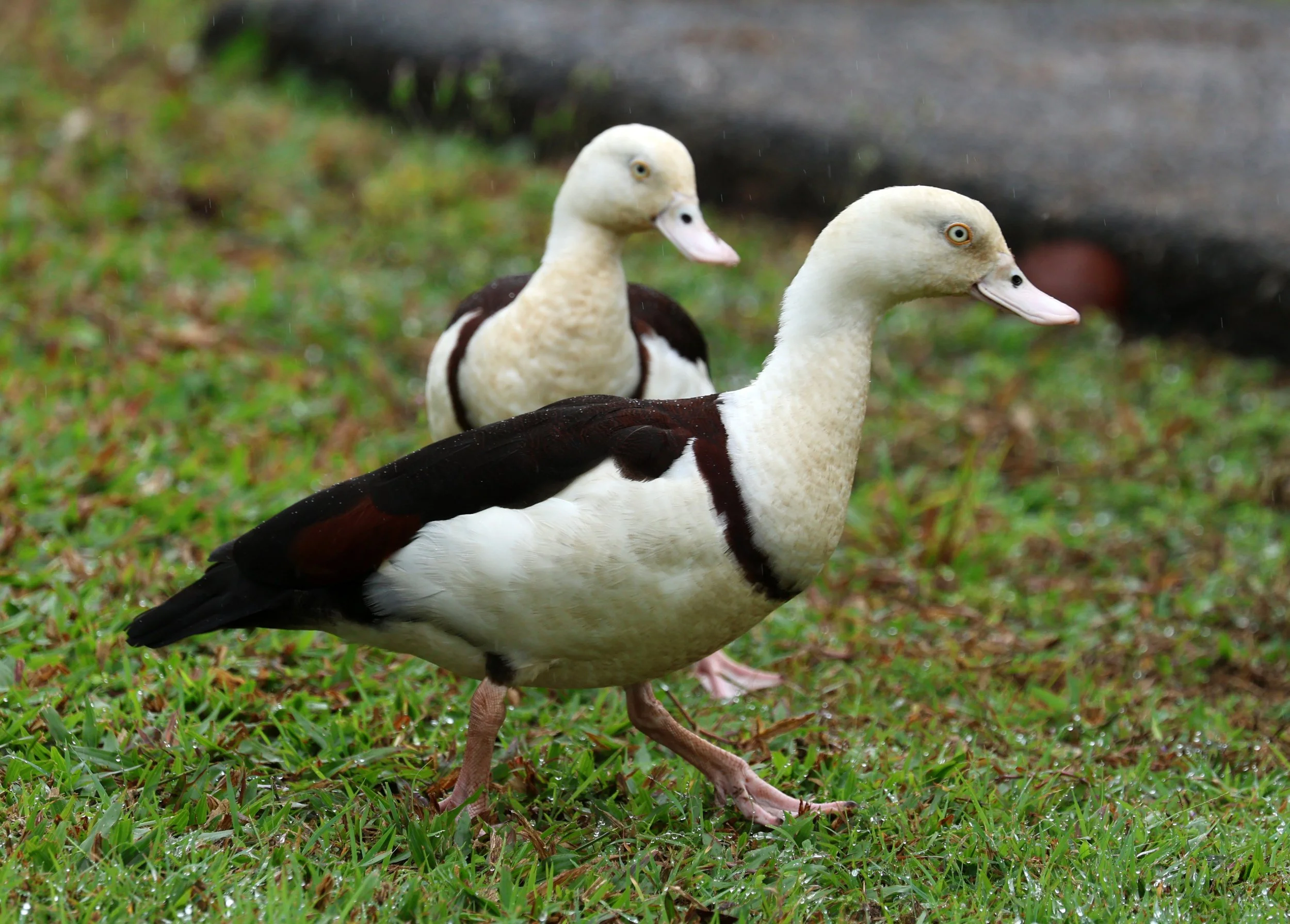 Radjah Shelduck (Tadorna radjah) Daintree Town, Daintree River - Queensland (29).jpg