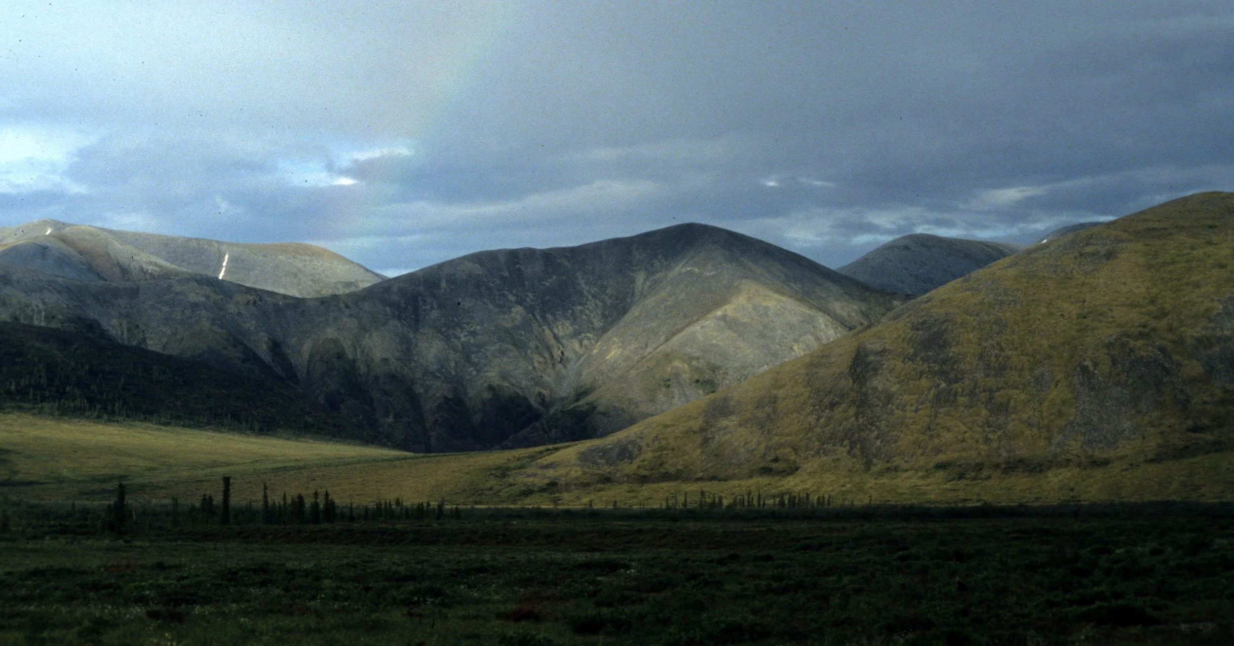 ALASKA - DENALI NP - TUNDRA BIOME (3).jpg