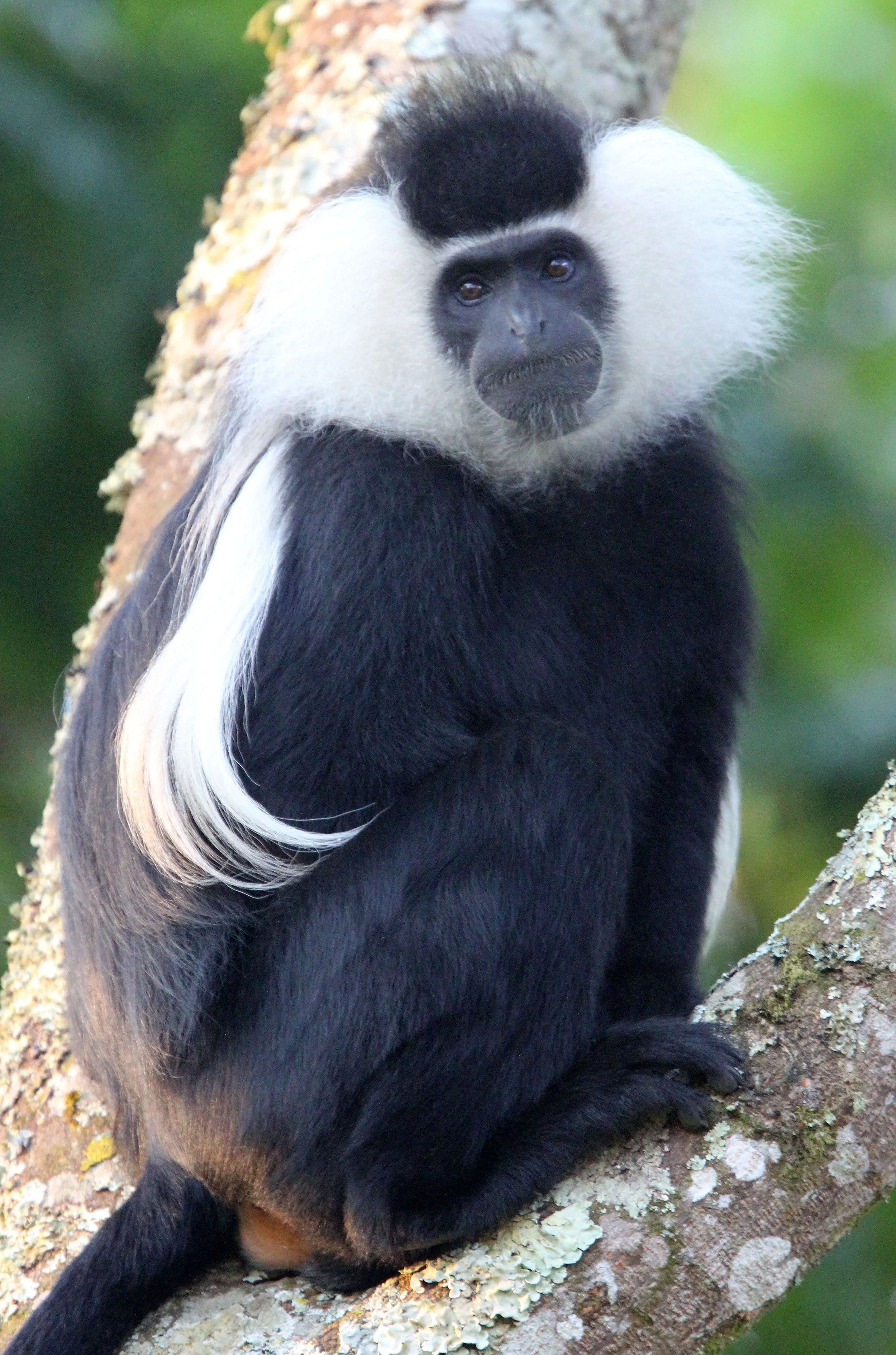Colobus angolensis ruwenzorii - Adolf Friedrich’s Colobus Monkey