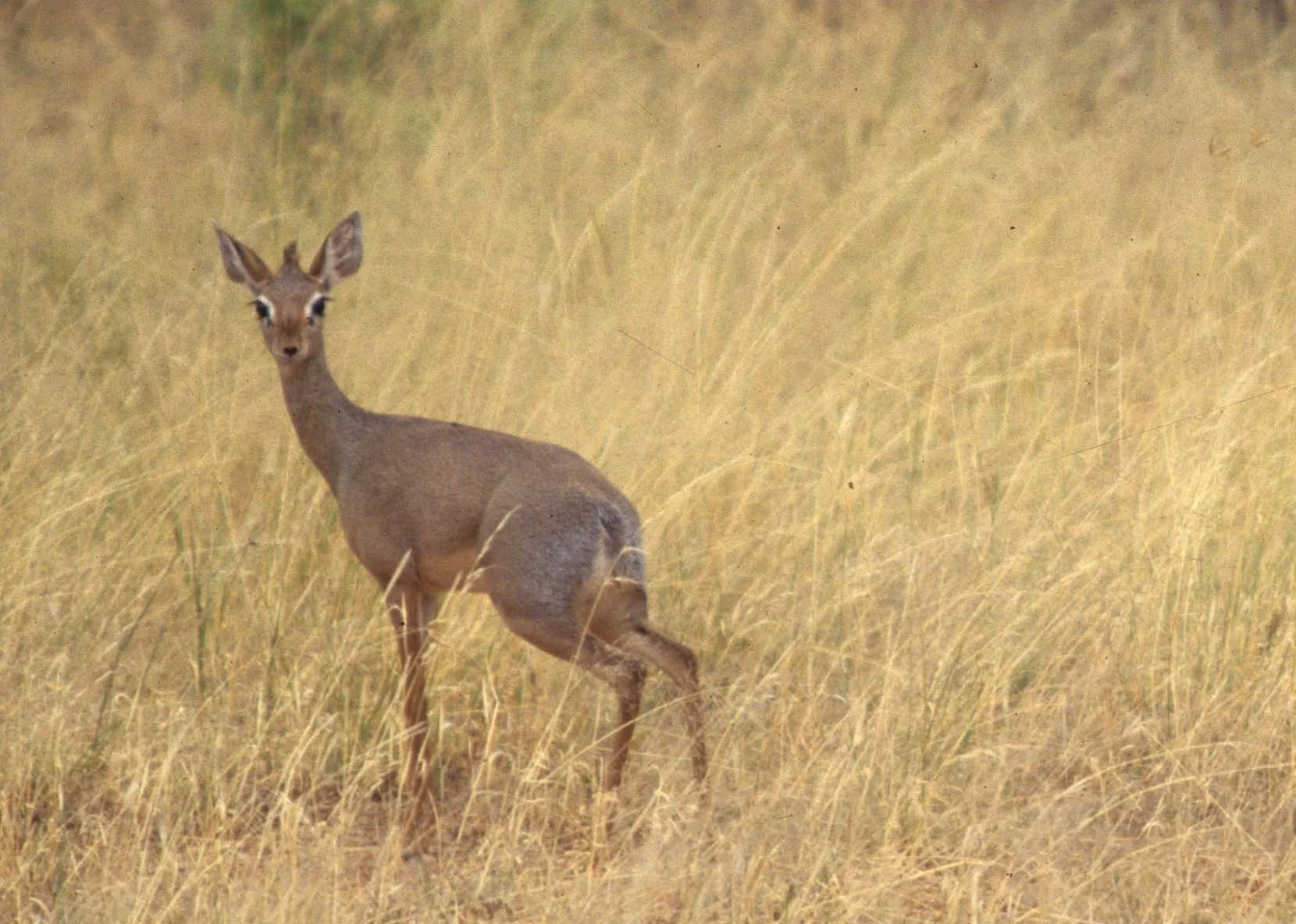 BOVID - DIK DIK - KIRKS - SERENGETI (8).jpg