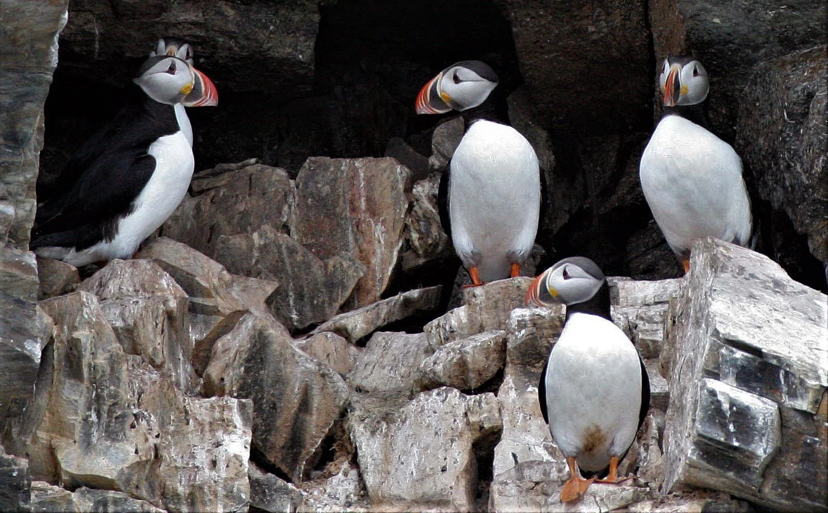 Fratercula arctica - ATLANTIC PUFFIN - SVALBARD aa (11).jpg