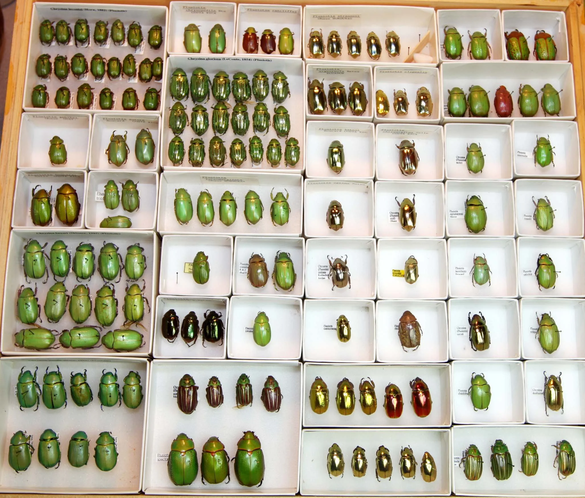 1 Rutelinae - Chrysina.JPG