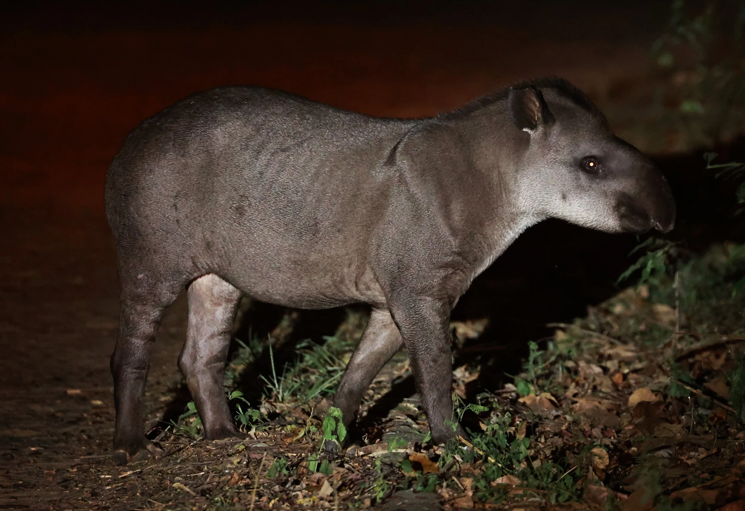 Tapirus terrestris - Brazilian or South American Tapir - Rio Doce State Park, Minas Gerais, Brazil (68).JPG