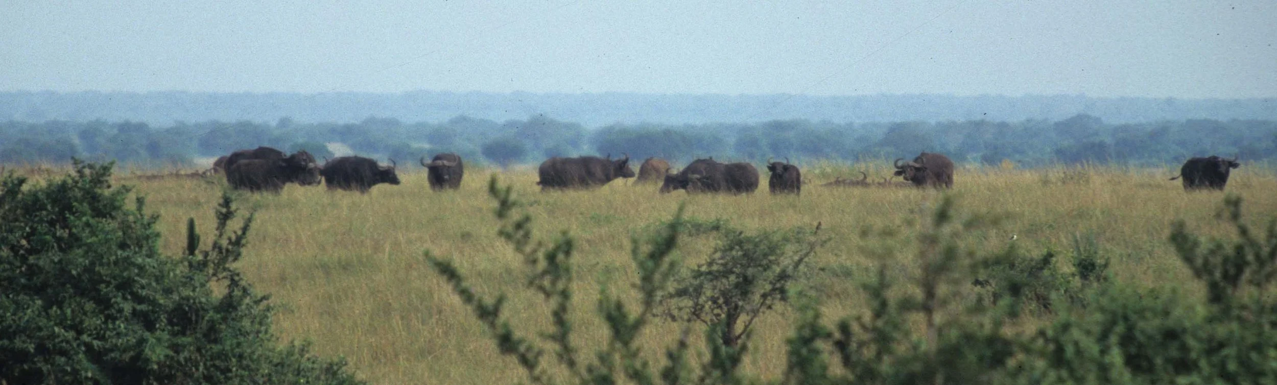BOVID - CAPE BUFFALO-UGANDA (10).jpg