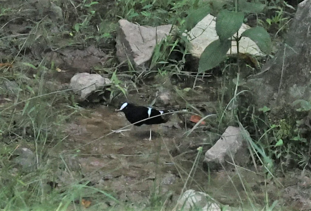 Whitecrowned Forktail (Enicurus leschenaulti) Malaysia — Coke Smith