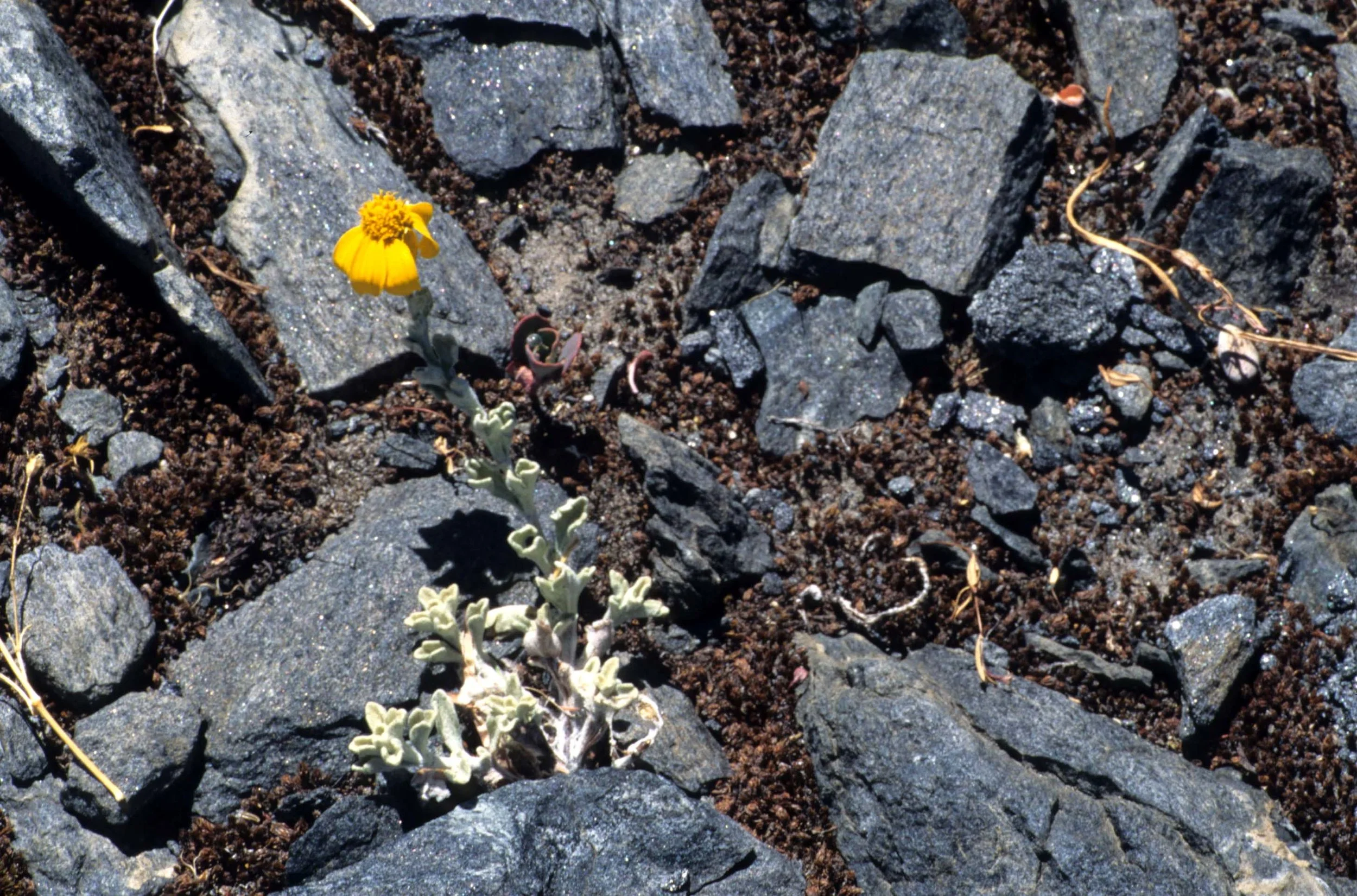 CALIFORNIA - SIERRA - PLANT SPECIES (6).jpg