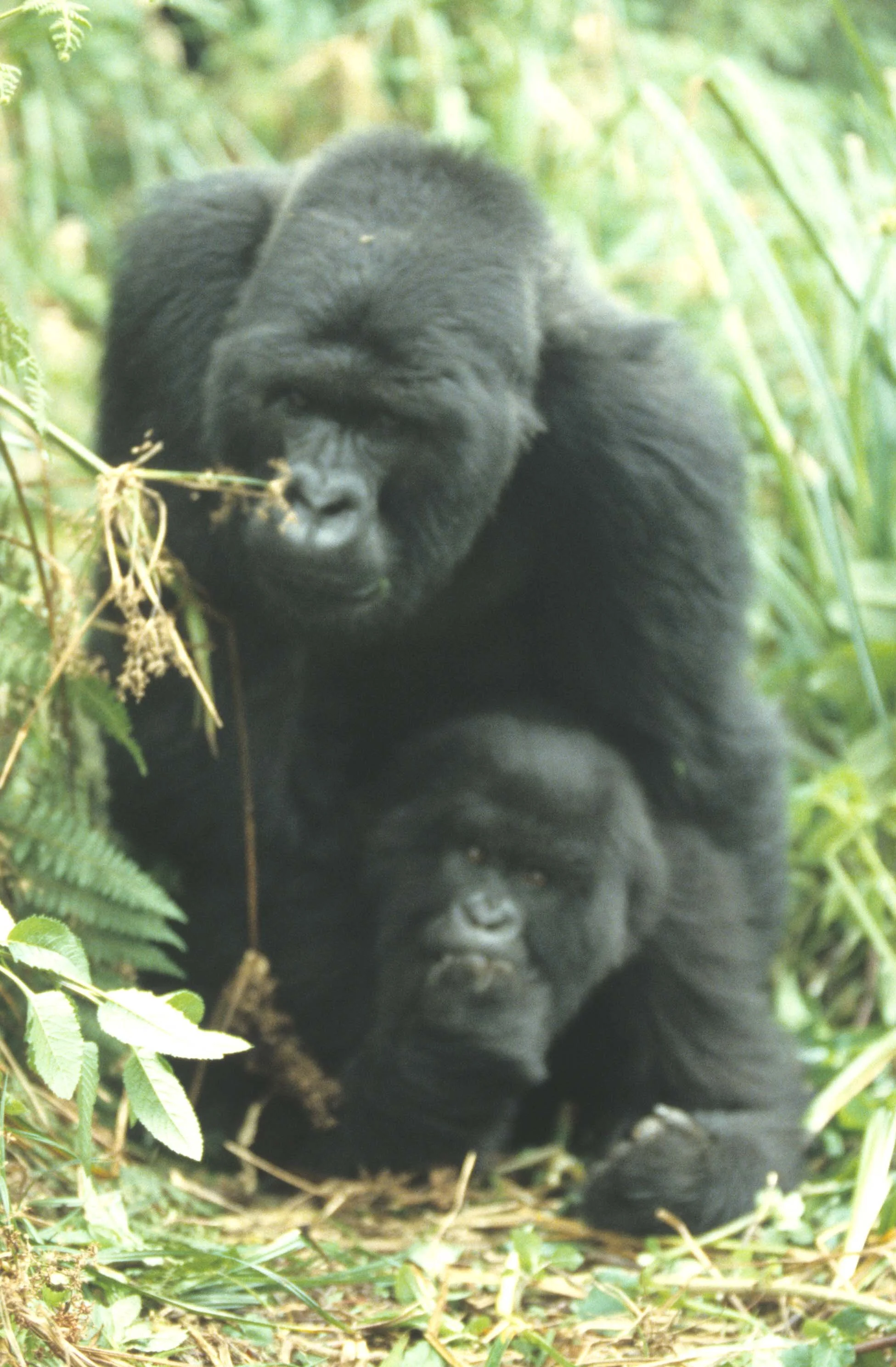 PRIMATE - GORILLA-RWANDA PARC DU VULCANS (2).jpg
