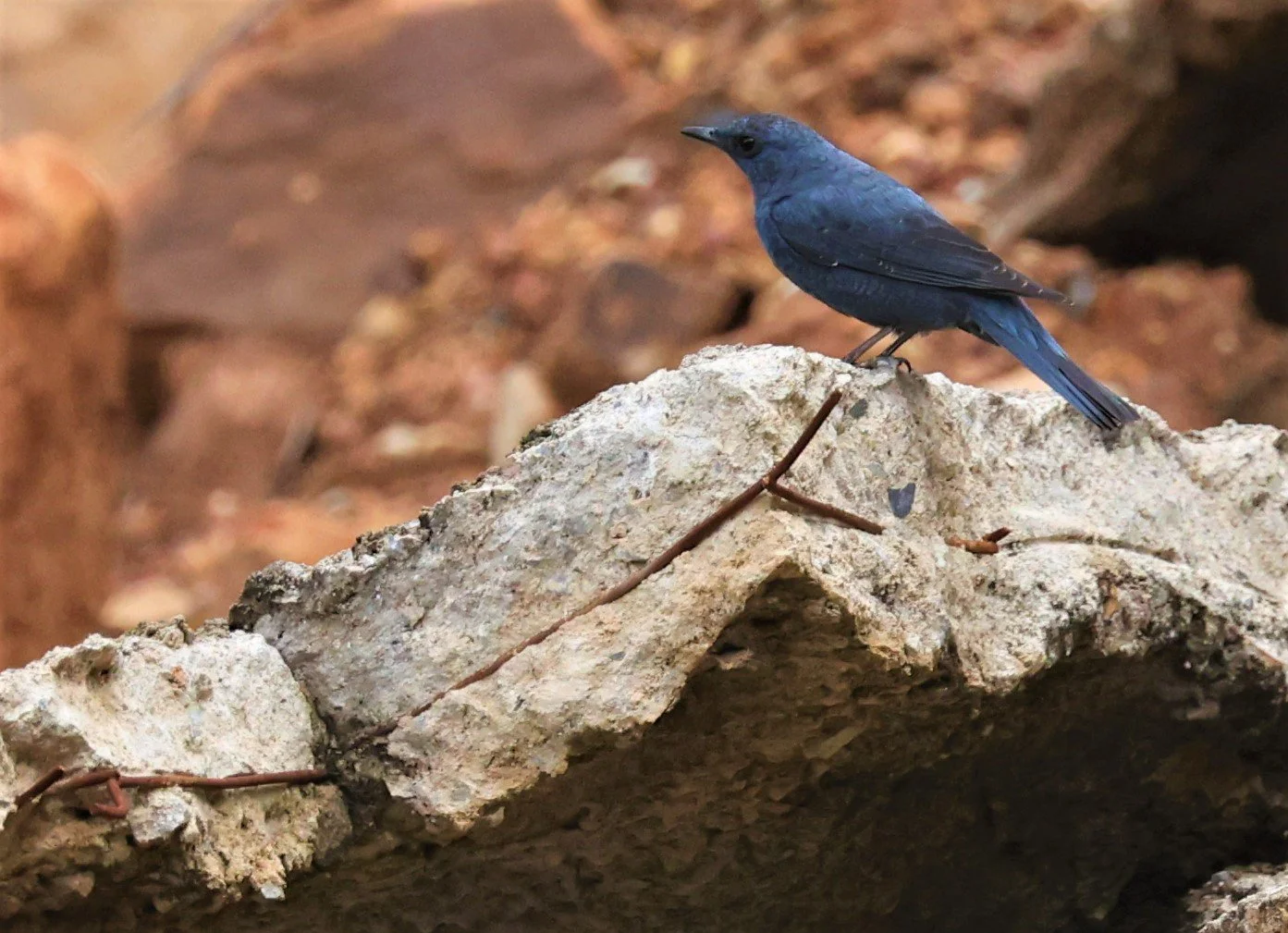 THRUSH - BLUE ROCK-THRUSH - Monticola solitarius -KHAO YAI NATIONAL PARK MARCH 2022 (2).jpg