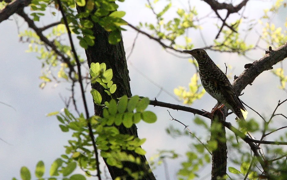 White's Thrush (Zoothera aurea) Nankou Rudong China (2).JPG