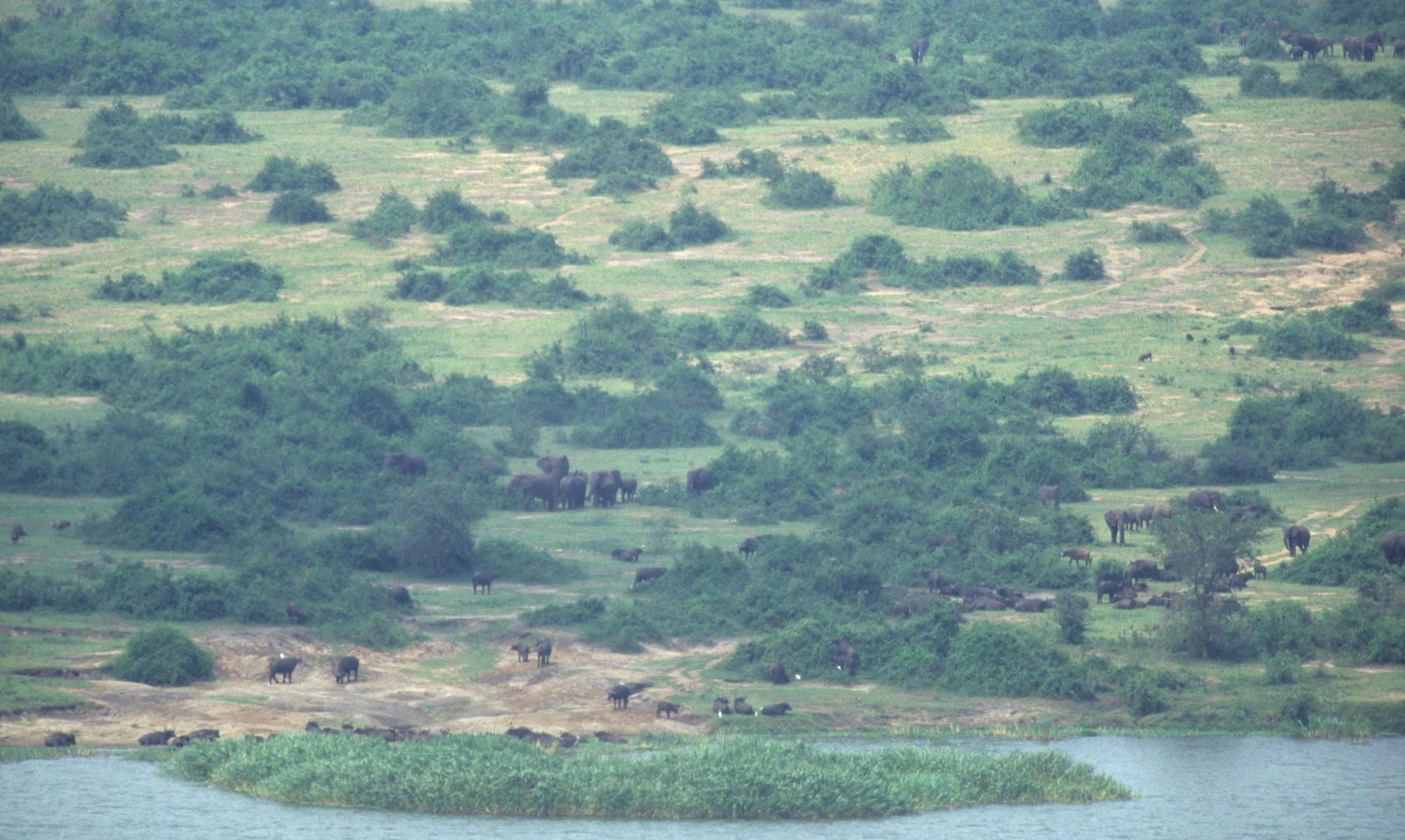 ELEPHANT - UGANDA 1.jpg