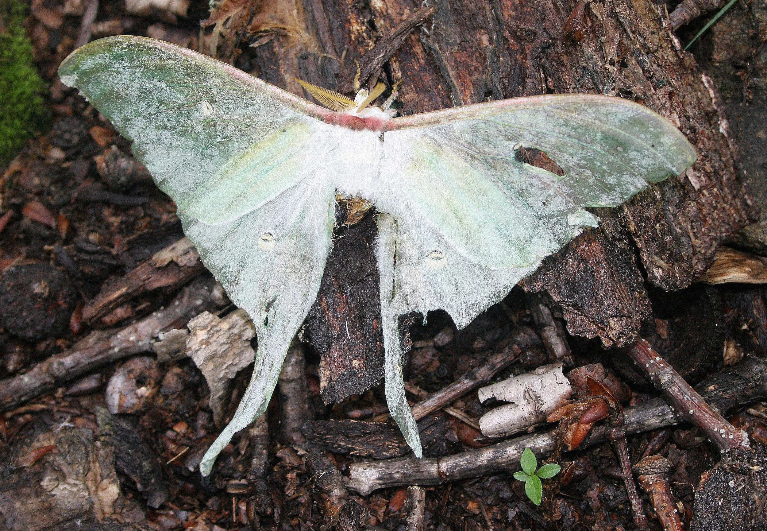 Family Saturniidae - Giant Silk Moths — Coke Smith Wildlife