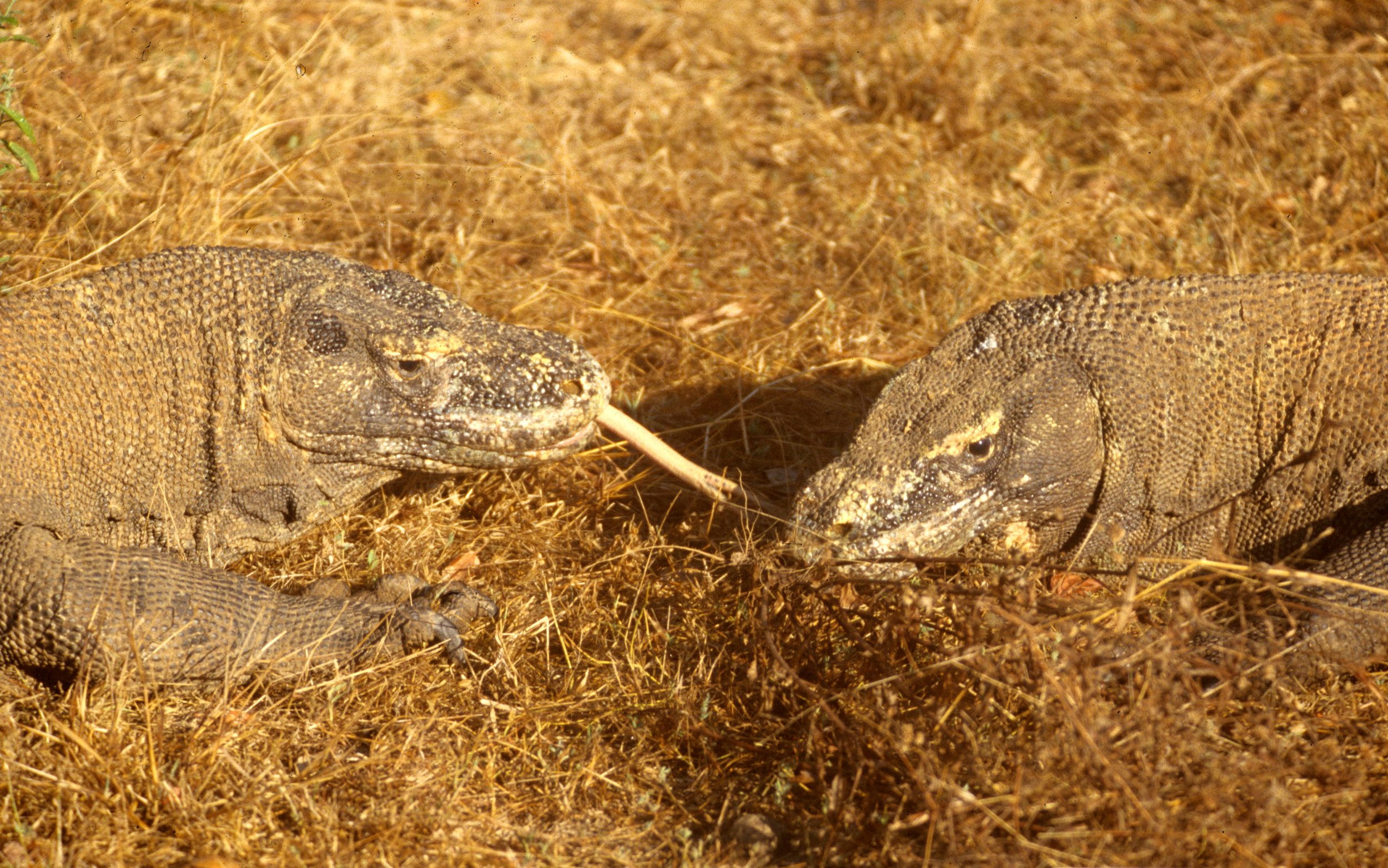 REPTILE - MONITOR LIZARD - KOMODO DRAGON ON RINJA ISLAND (10).jpg