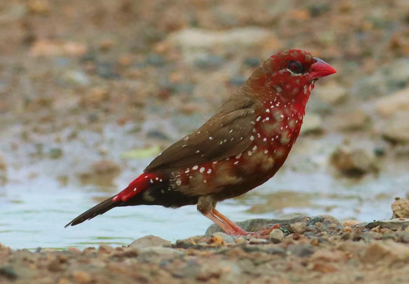 RED AVADAVAT - Amandava amandava - THAP YAO RICE FIELDS LAT KRABANG (96).jpg