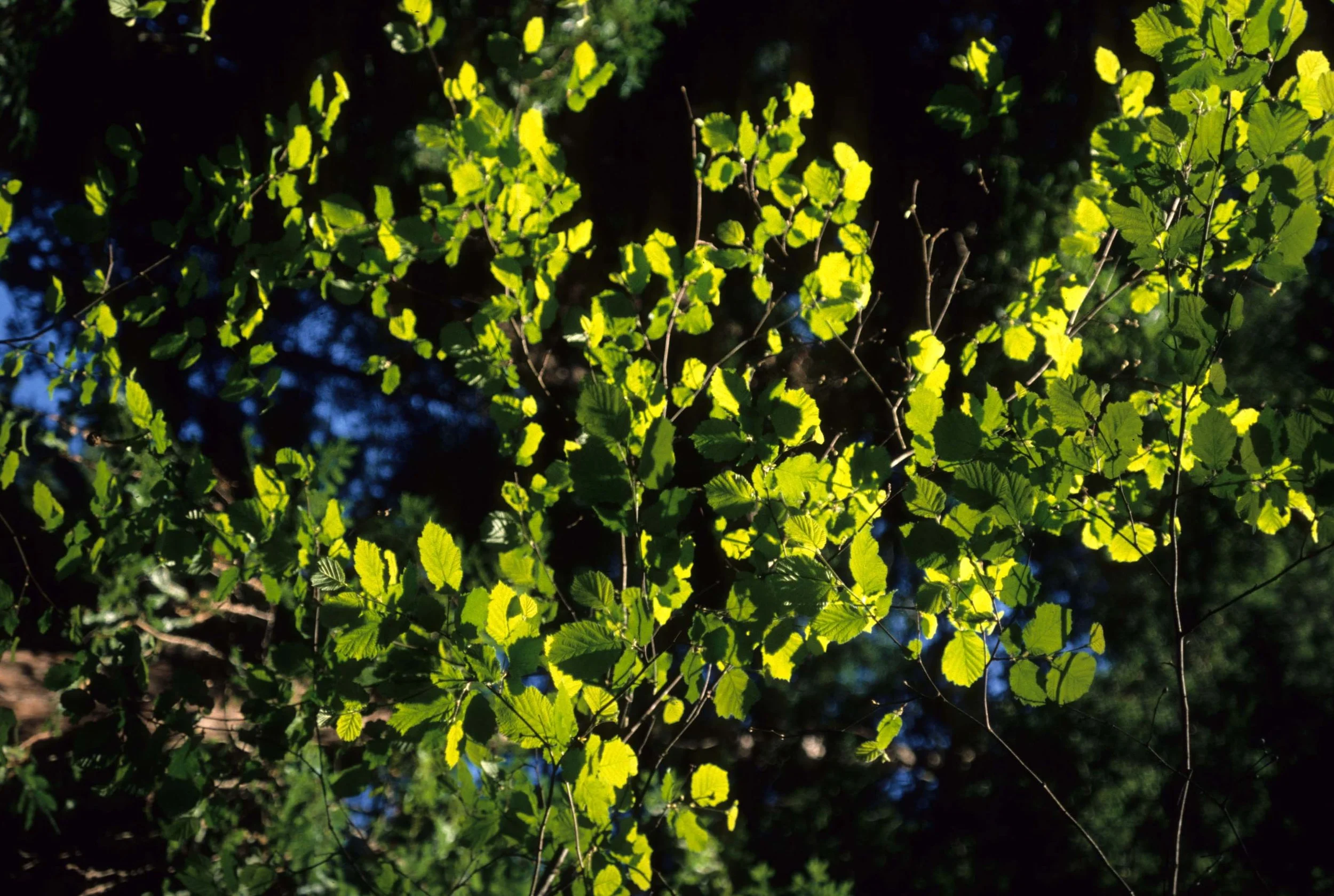 CALIFORNIA - REDWOODS NP - ALNUS SPECIES.jpg