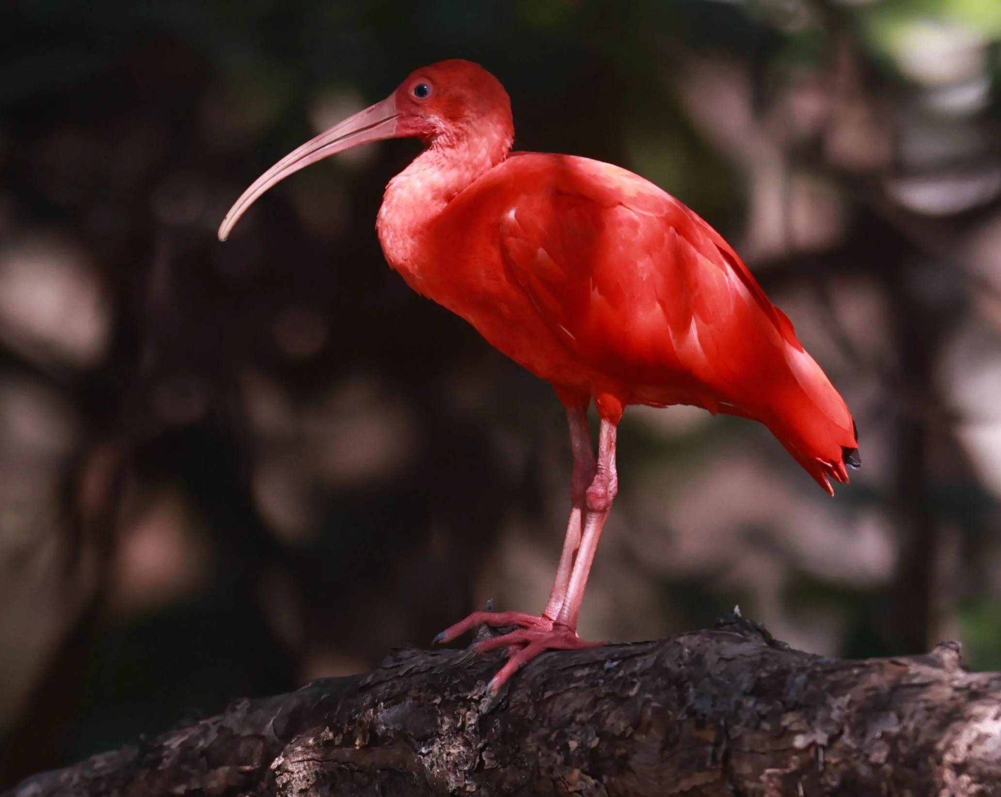 Ibis - Scarlet Ibis - Eudocimus ruber - 29 Songkaow Cafe, Chachoengsao Thailand (173).jpg
