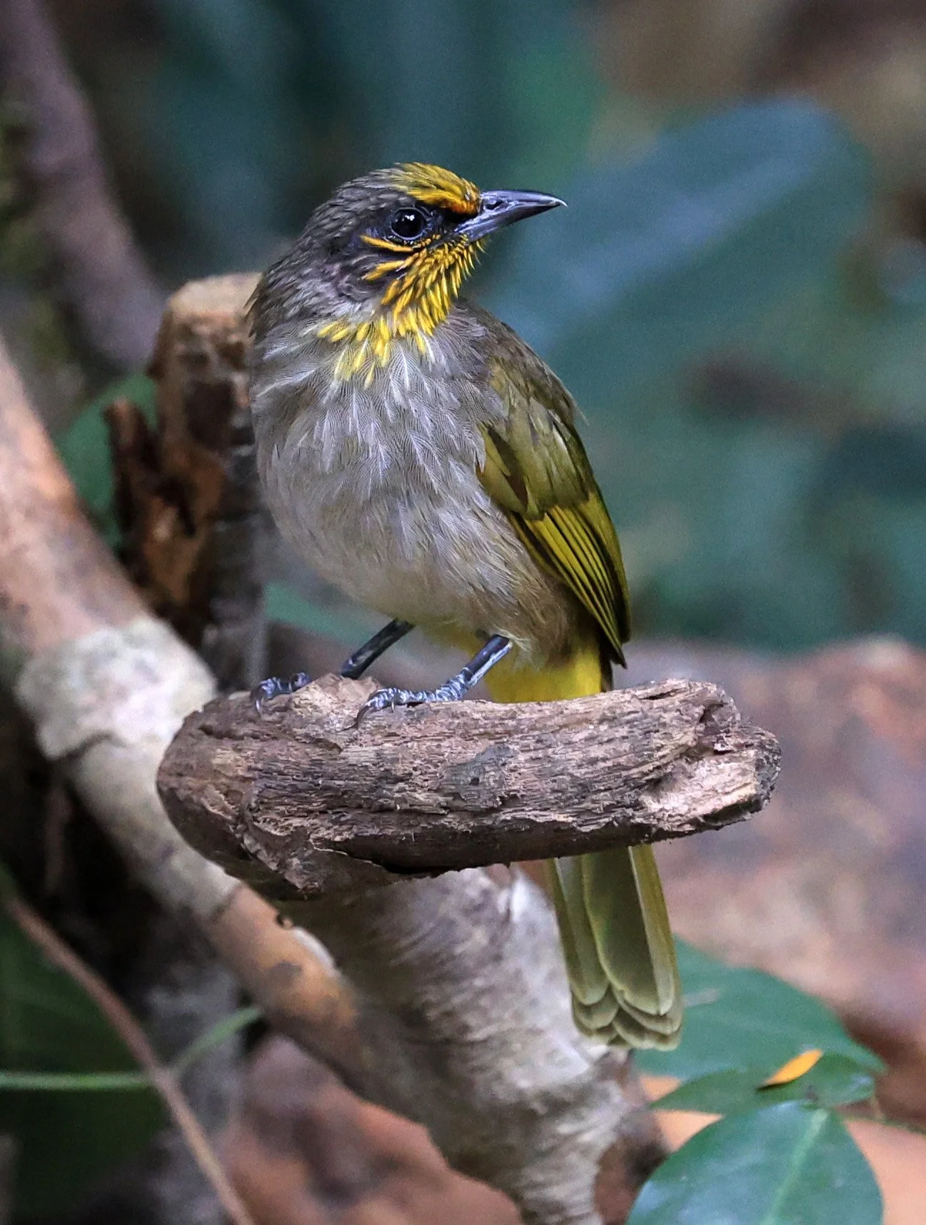 Stripe-throated Bulbul (Pycnonotus finlaysoni) Kaeng Krachan National Park ESS Expedition 2026 (5).jpg