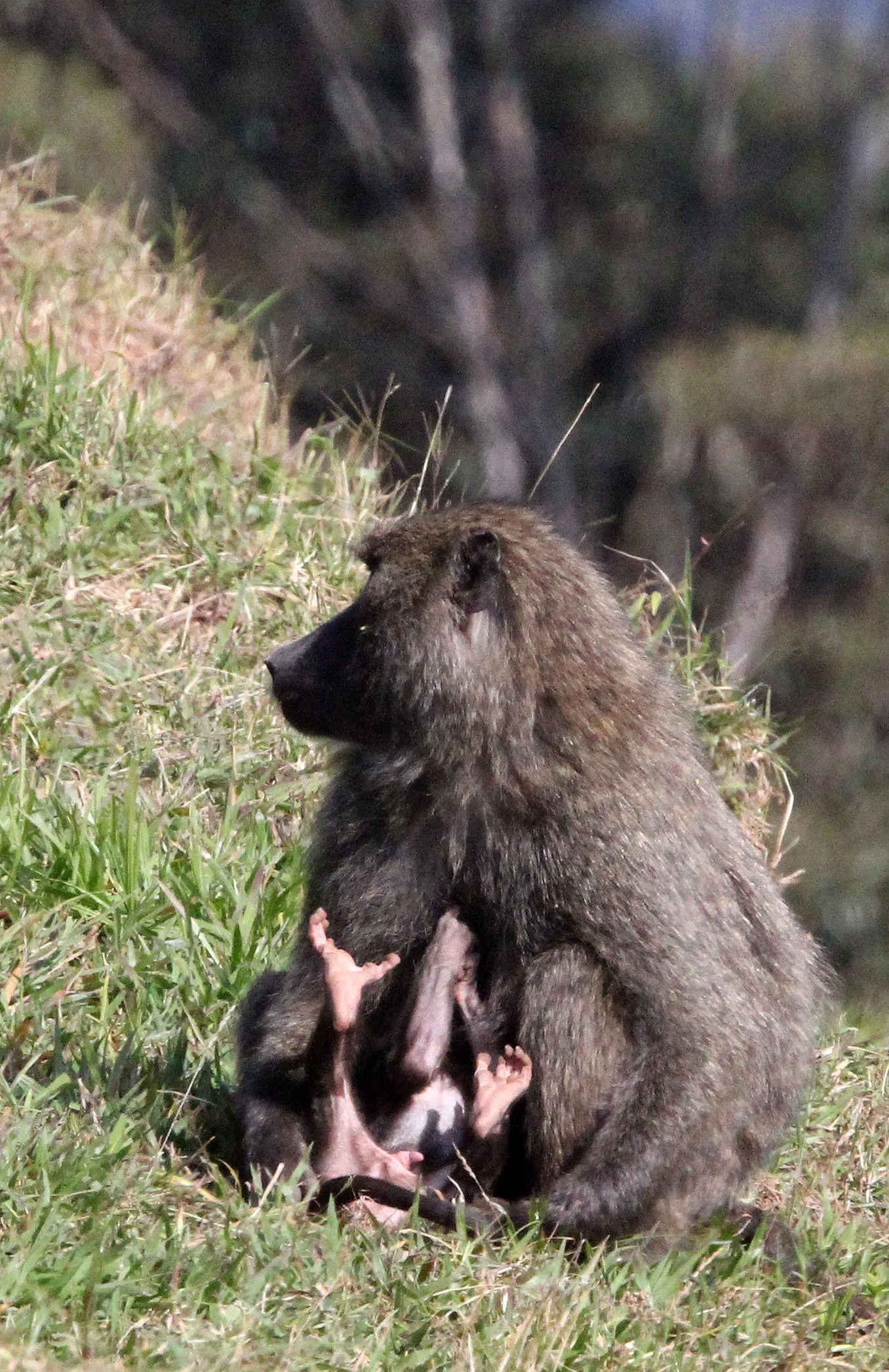CERCOPITHECIDAE - Papio anubis - OLIVE BABOON - GREY FORM - NYUNGWE NATIONAL PARK RWANDA (327).JPG