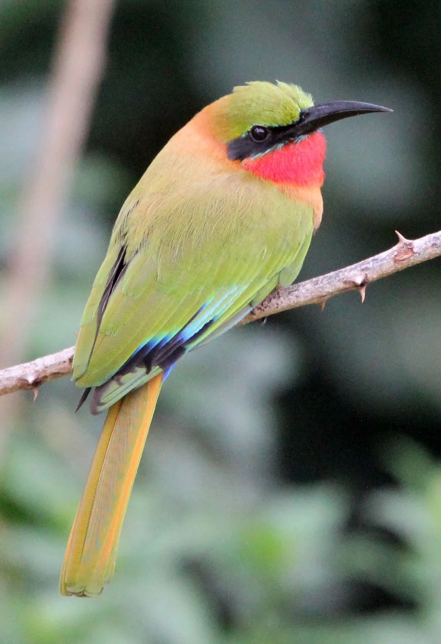 BIRD - BEE-EATER - RED-THROATED BEE-EATER - MURCHISON FALLS NATIONAL PARK UGANDA (12).JPG
