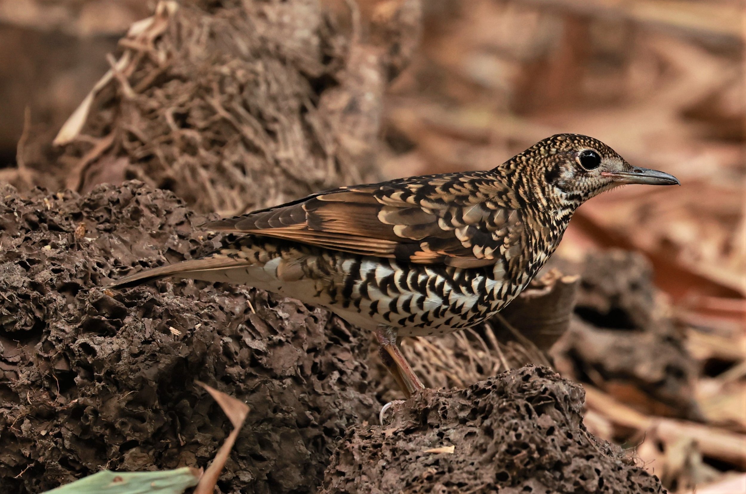 White's Thrush (Zoothera aurea) Putthamonthon Park Nakhon Pathom Thailand (35).jpg