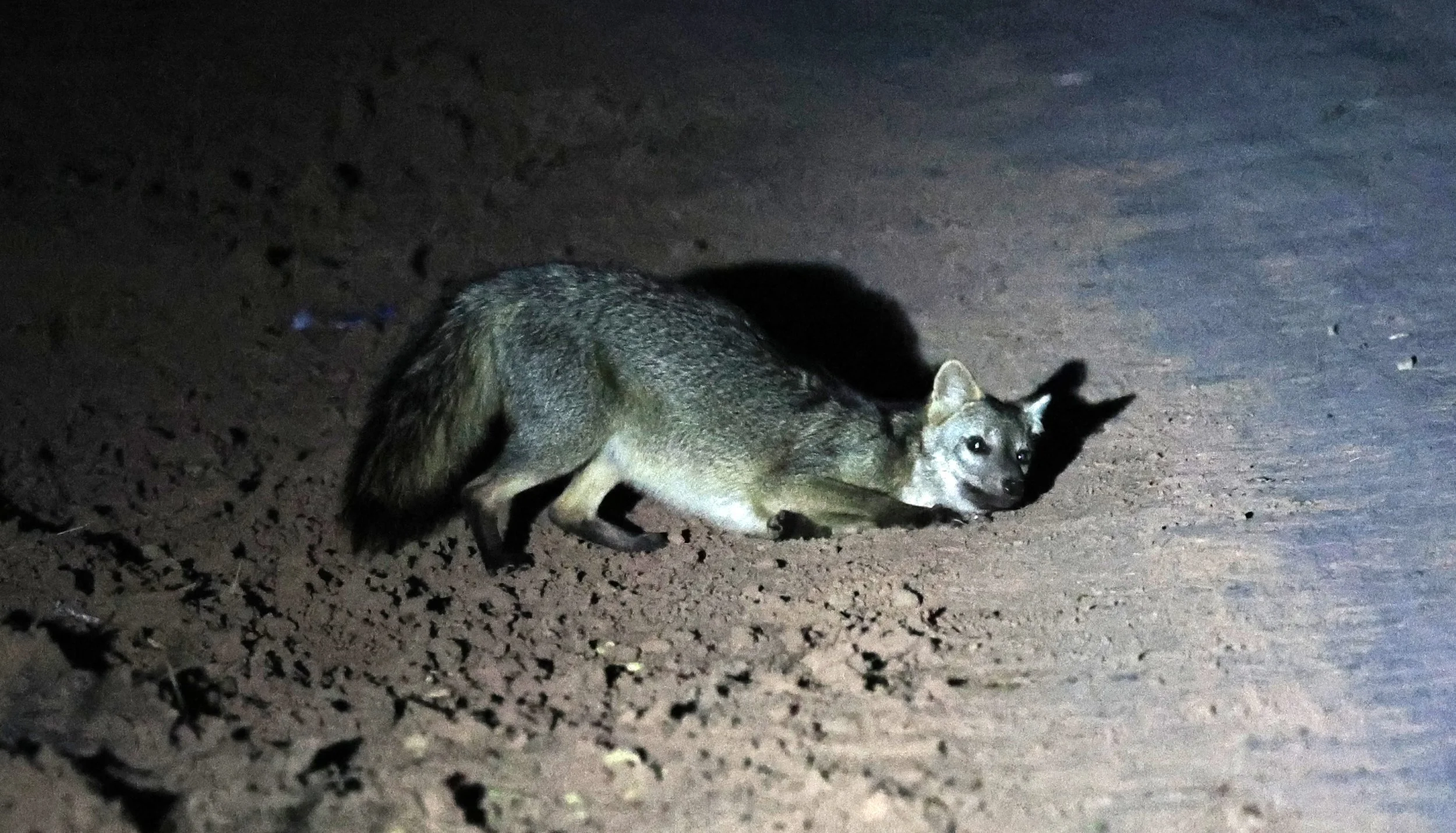 Crab-eating Fox (Cerdocyon thous) Agua Dulce Paraguay (35).jpg