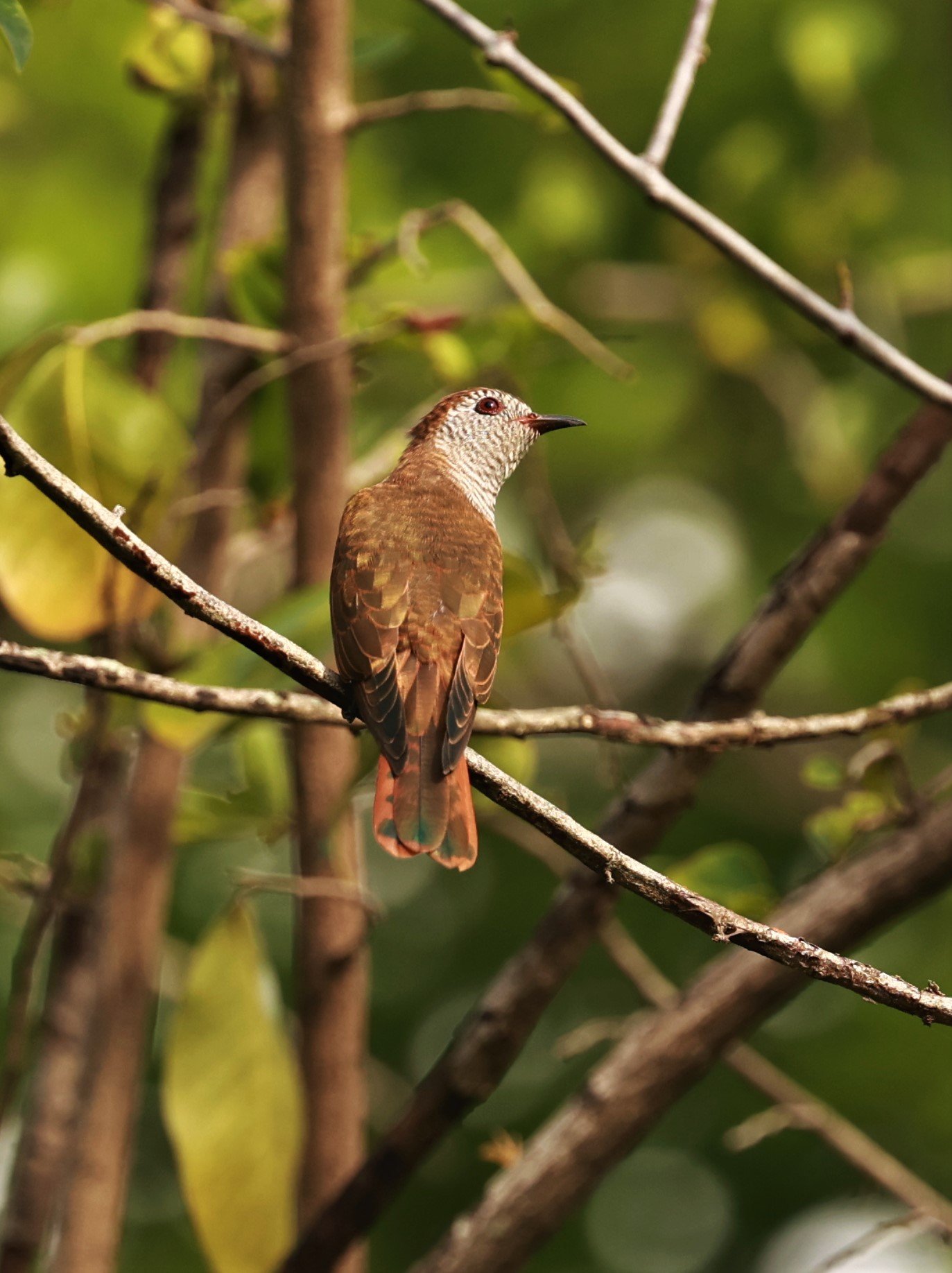 Violet Cuckoo (Chrysococcyx xanthorhynchus) Rama IX Park Bangkok (76).jpg