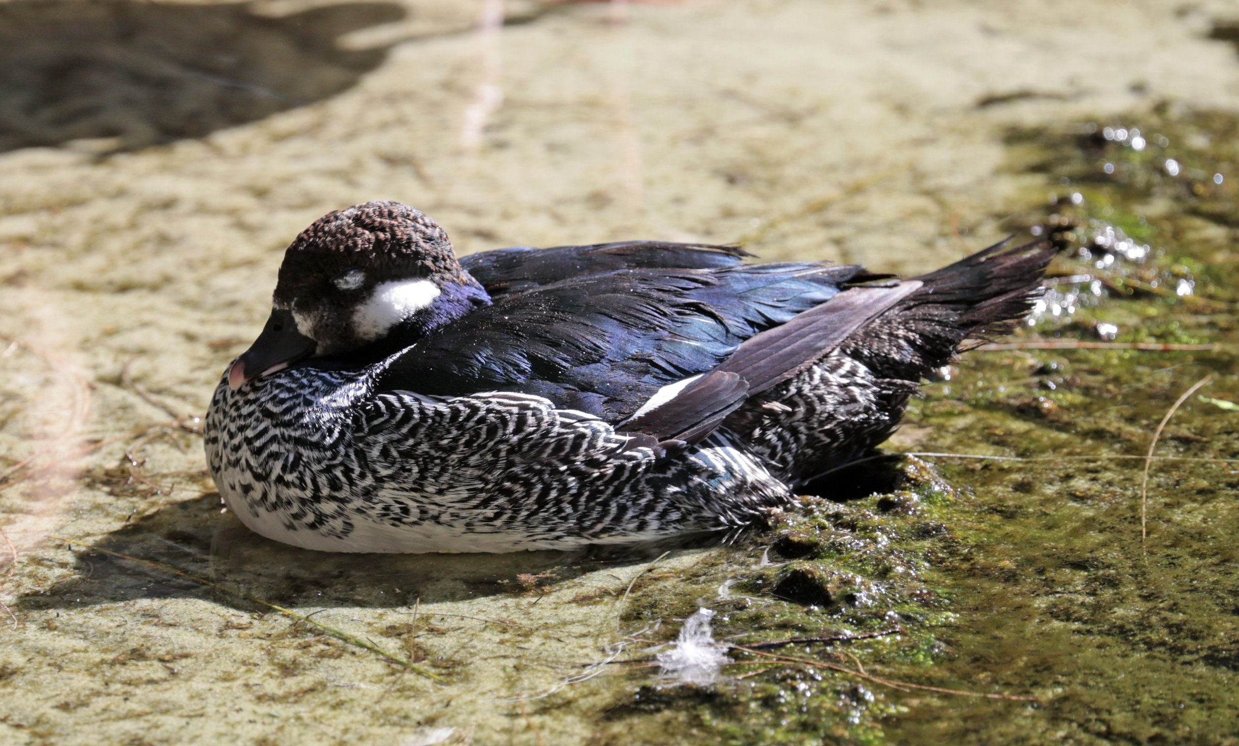 Green Pygmy-Goose (Nettapus pulchellus) Western Australia (1).jpg