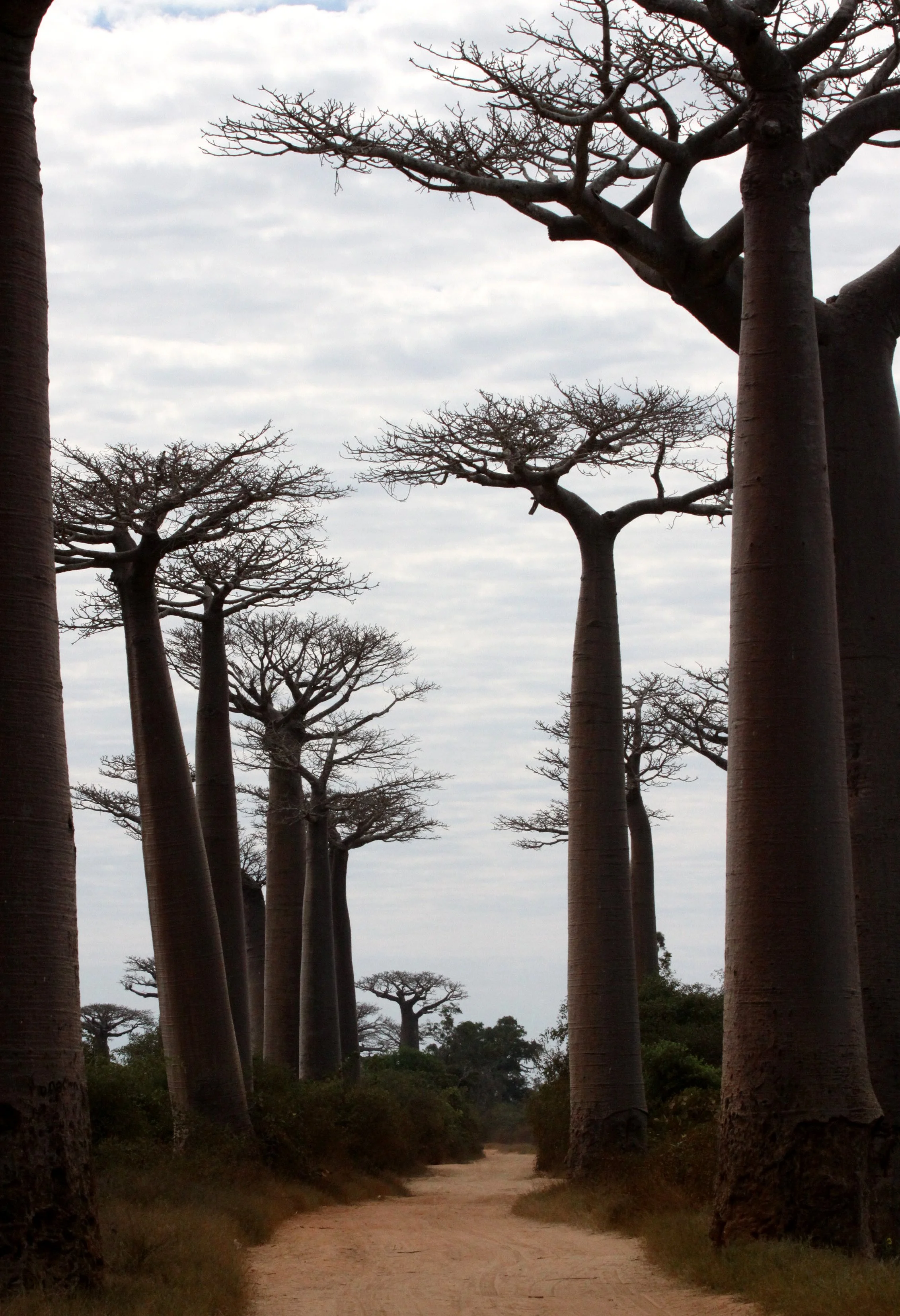MORONDAVA MADAGASCAR - AVENUE DU BAOBABS - ADANSONIA GRANDIDIERI - VILLAGERS (21).JPG