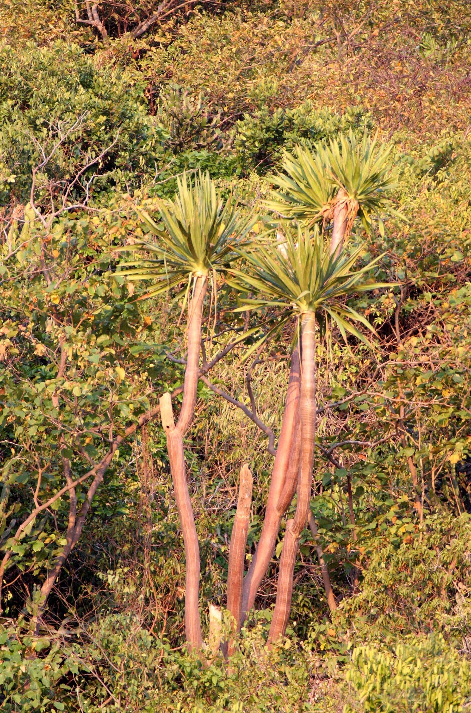 KHAO SAM ROI YOT THAILAND - PLANT SPECIES.JPG