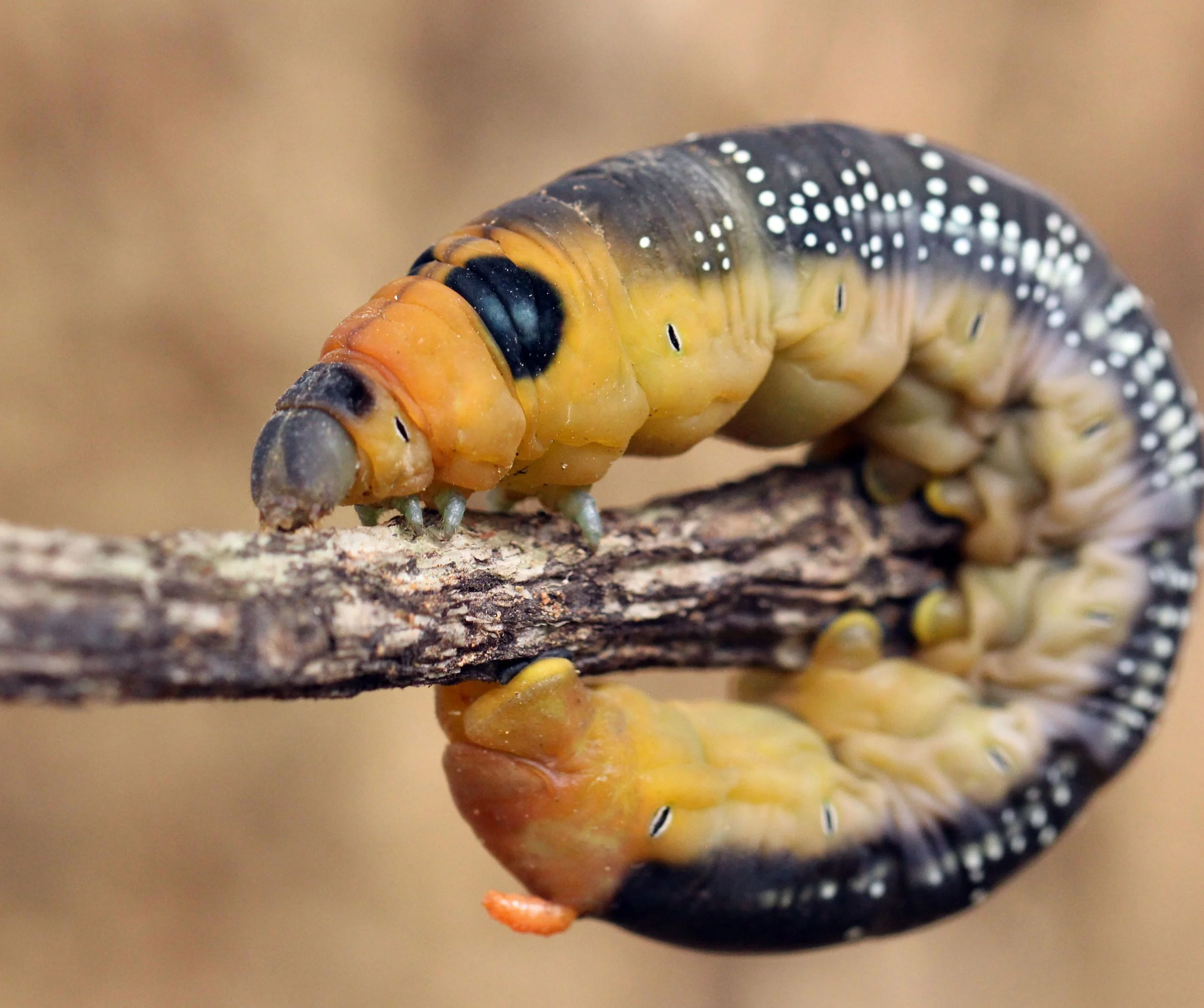 2014 Nakhon Ratchasima Korat Visit Taya and Kevin (205).JPG