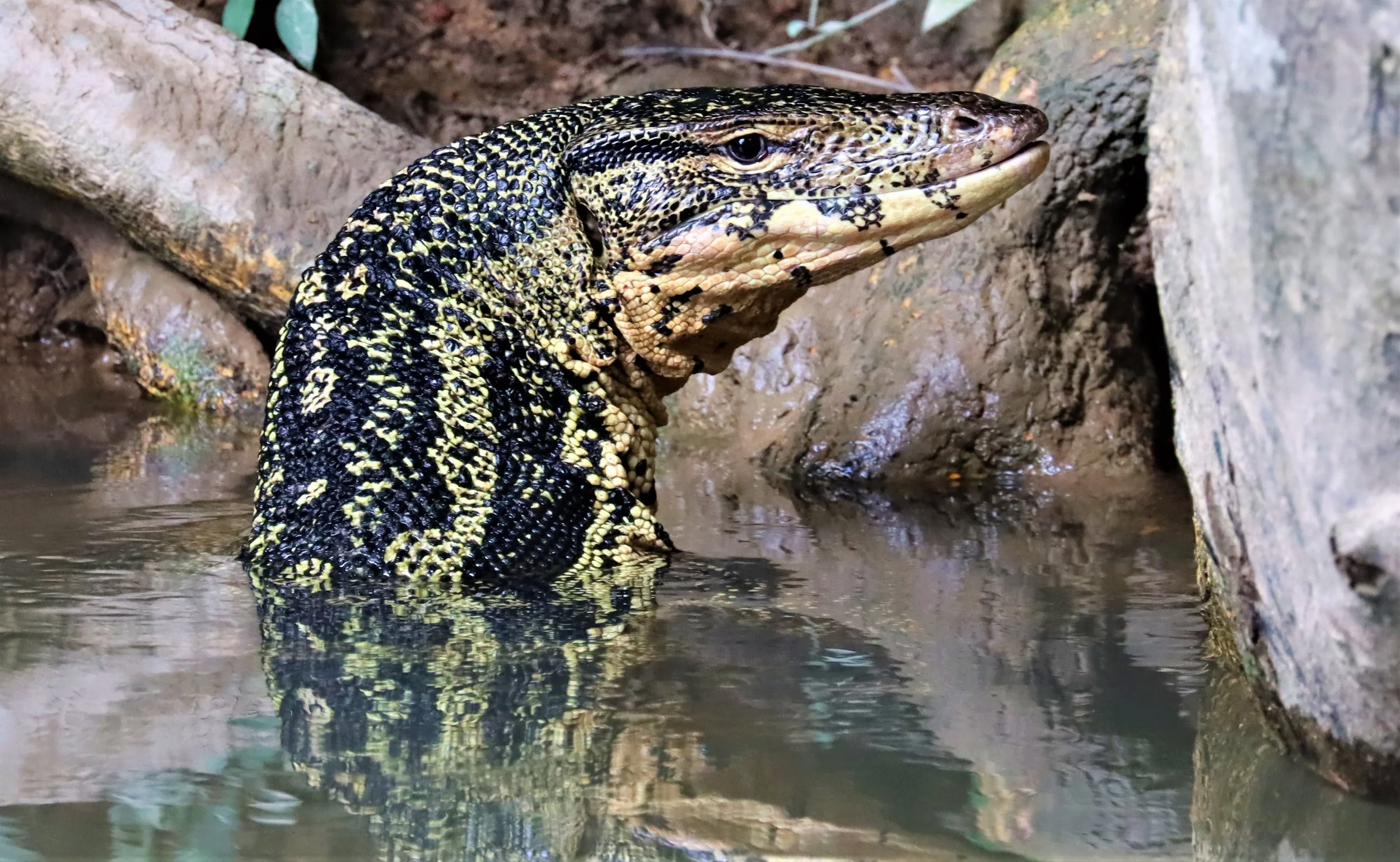 Southeast Asian Water Monitor (Varanus salvator macromaculatus)