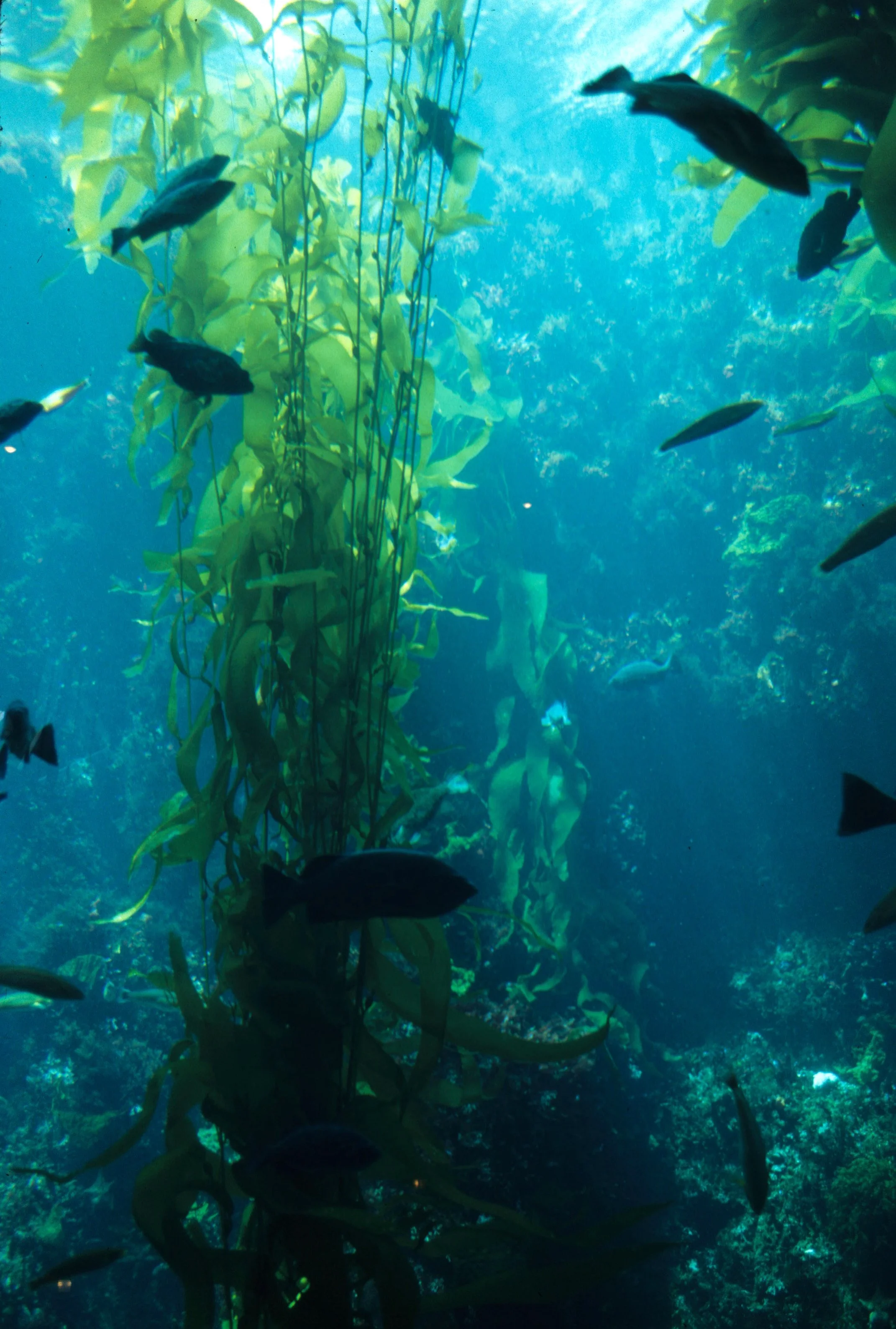 CALIFORNIA - MONTERREY - KELP FOREST  (2).jpg