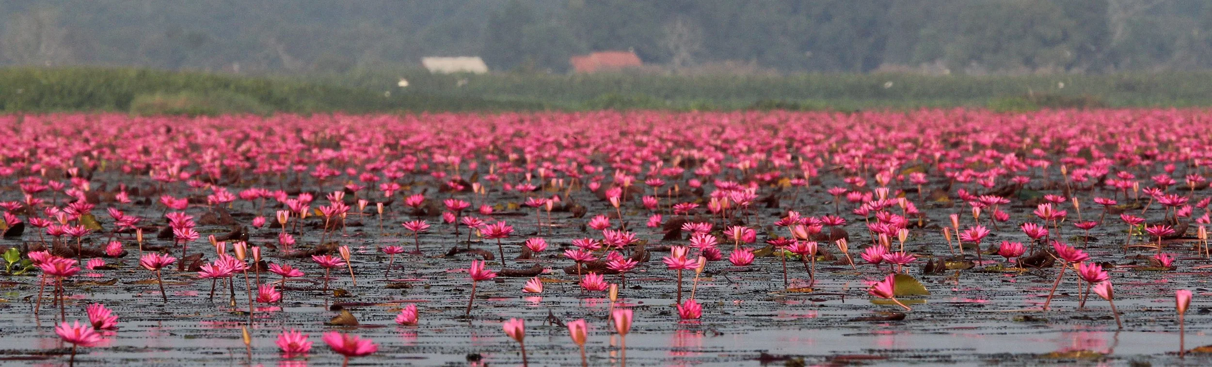 2018 Thale Noi Bird Sanctuary Patthalung (46).JPG