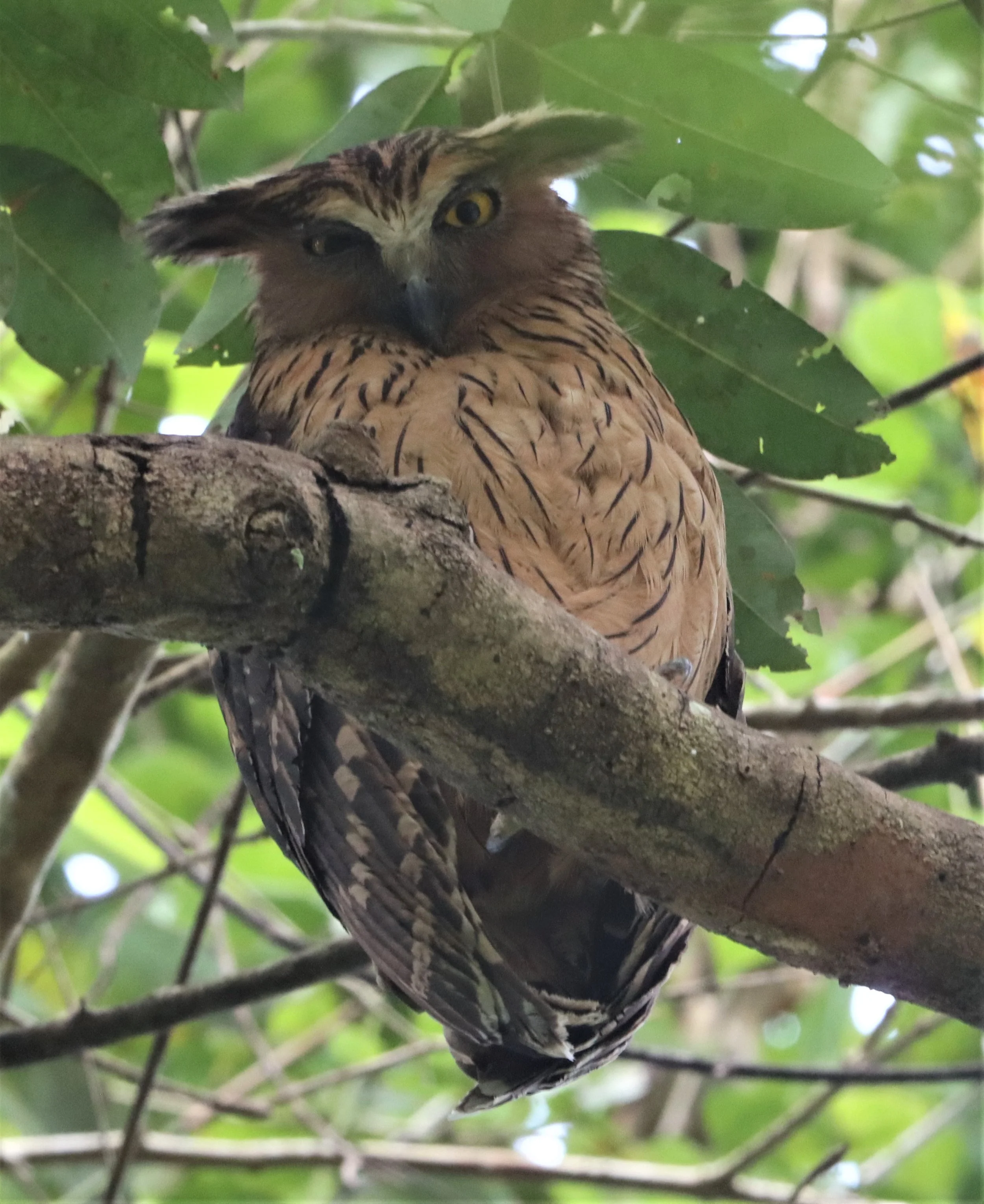 OWL - BUFFY FISH OWL - Ketupa ketupu - KAENG KRACHAN THAILAND (3).jpg