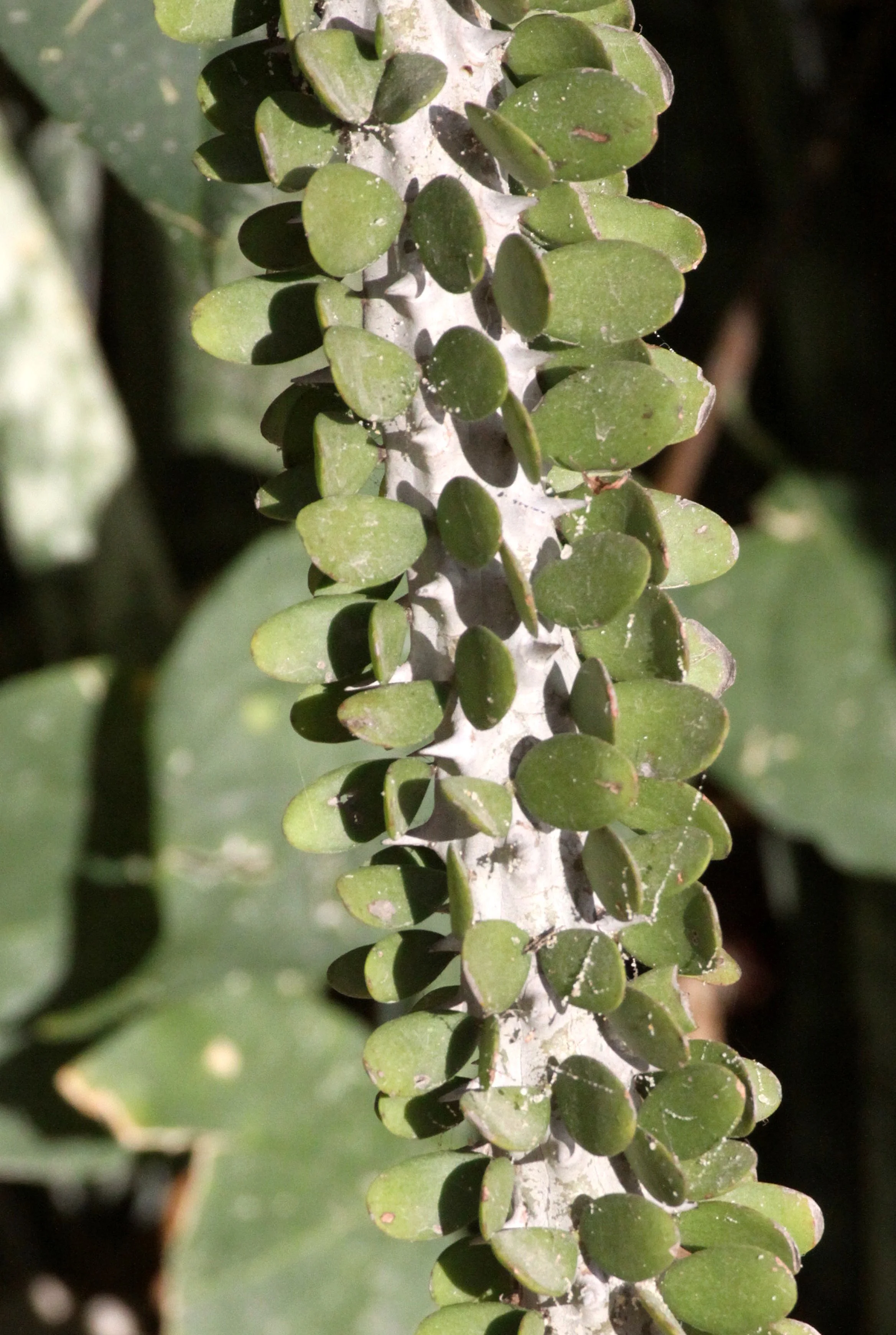 PLANT - ALLUAUDIA SPECIES - MORONDAVA MADAGASCAR (4).JPG
