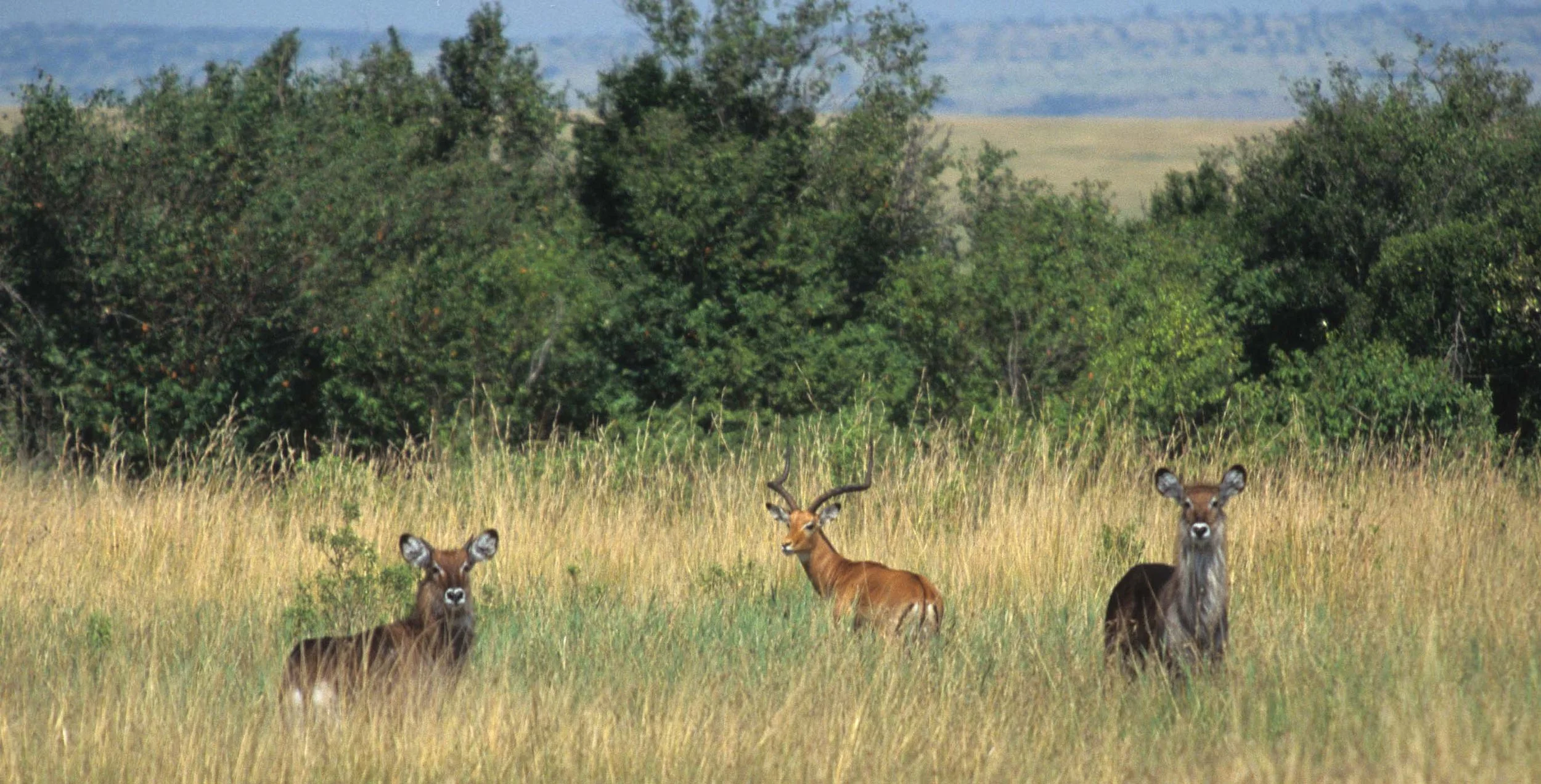 BOVID - WATERBUCK - DEFASSA - UGANDA (3).jpg
